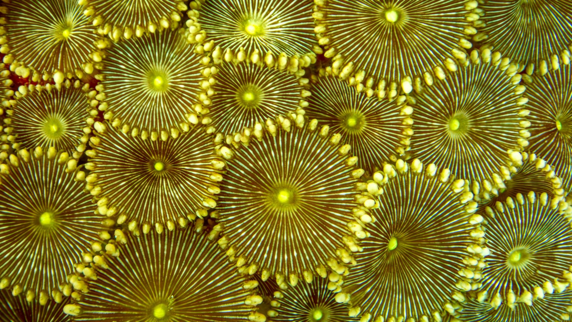 Anthozoans - Photo Credit: Photo by Erick Morales Oyola on Unsplash