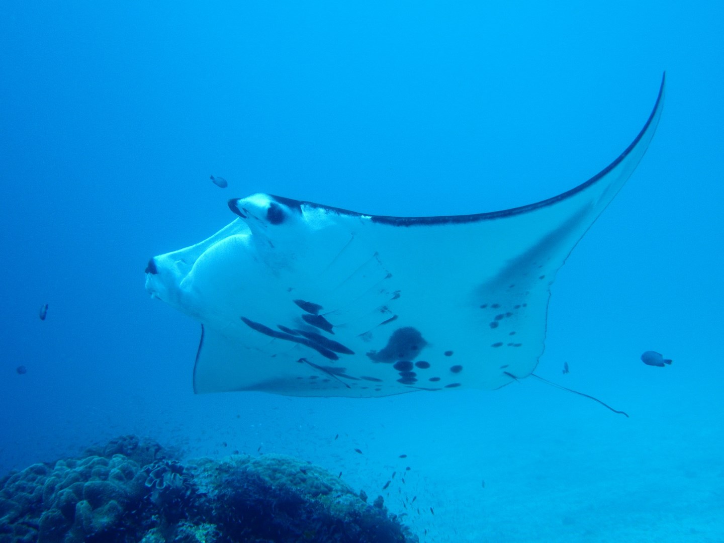 Manta ray - Photo Credit: Photo by Swanson Chan on Unsplash