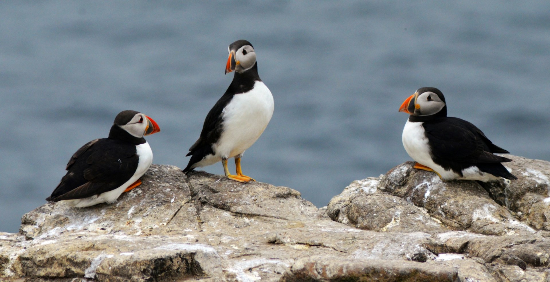Farne Islands