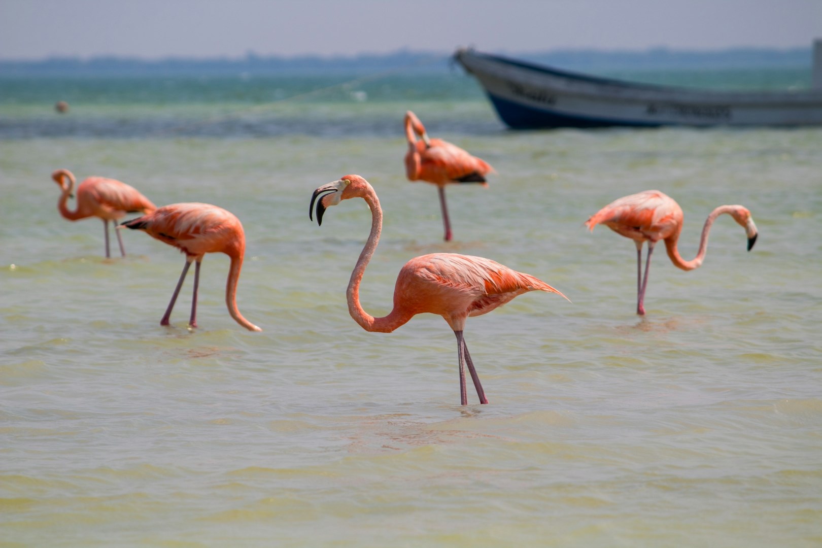 Flamingos - Photo Credit: Photo by Juan Bacab on Unsplash