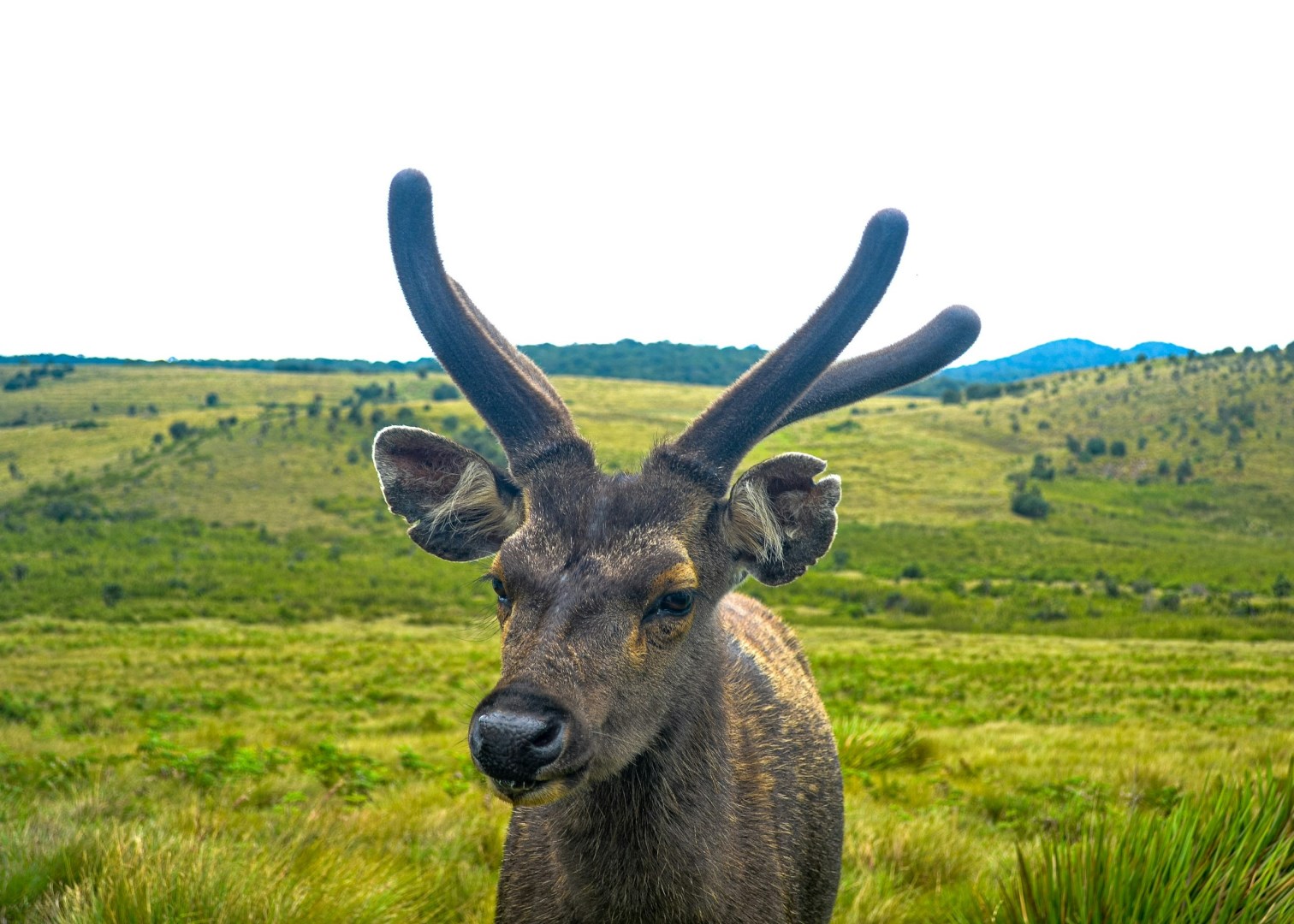 Sambar deer - Photo Credit: Photo by Roshan Maddumage on Unsplash