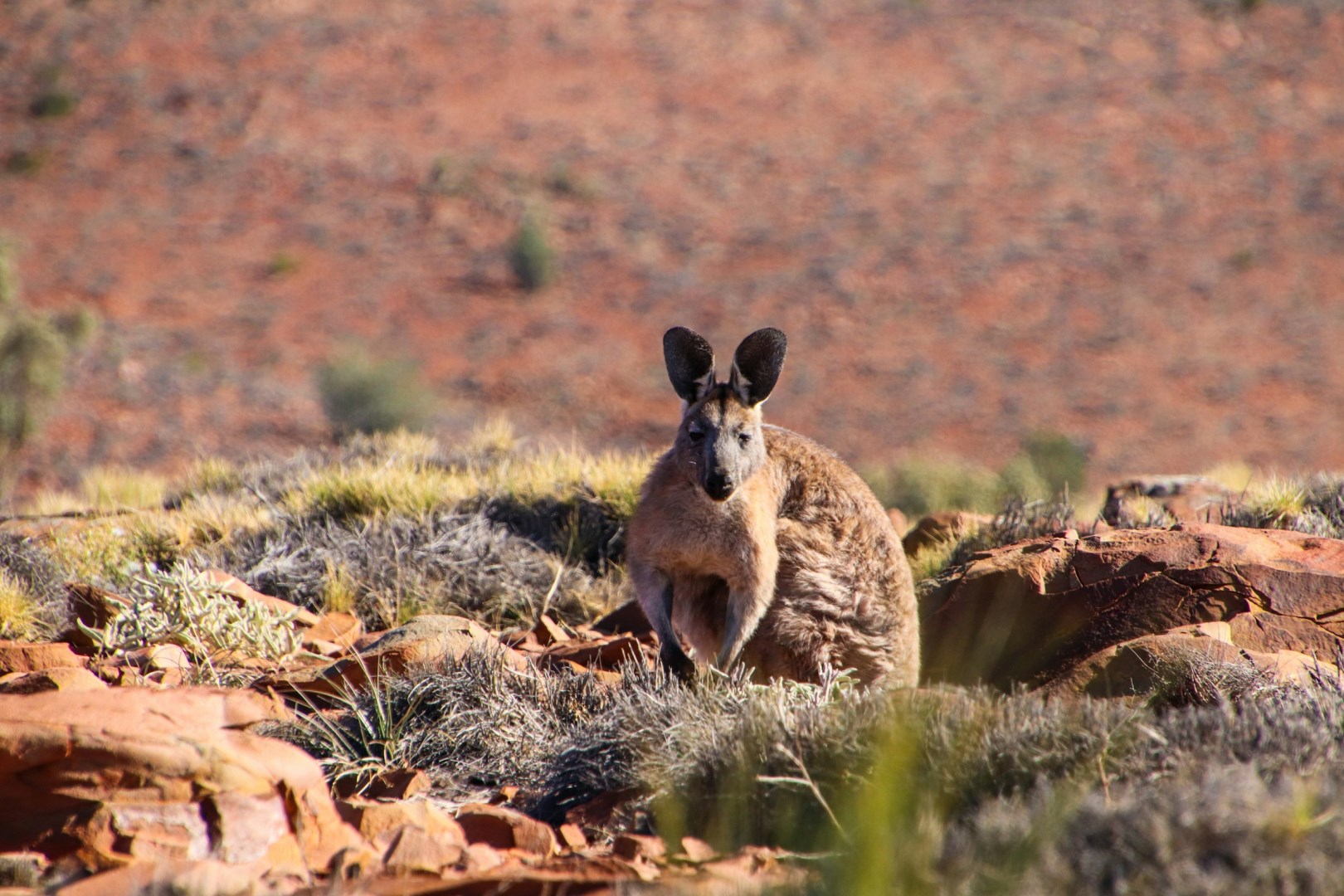 Ikara-Flinders Ranges National Park