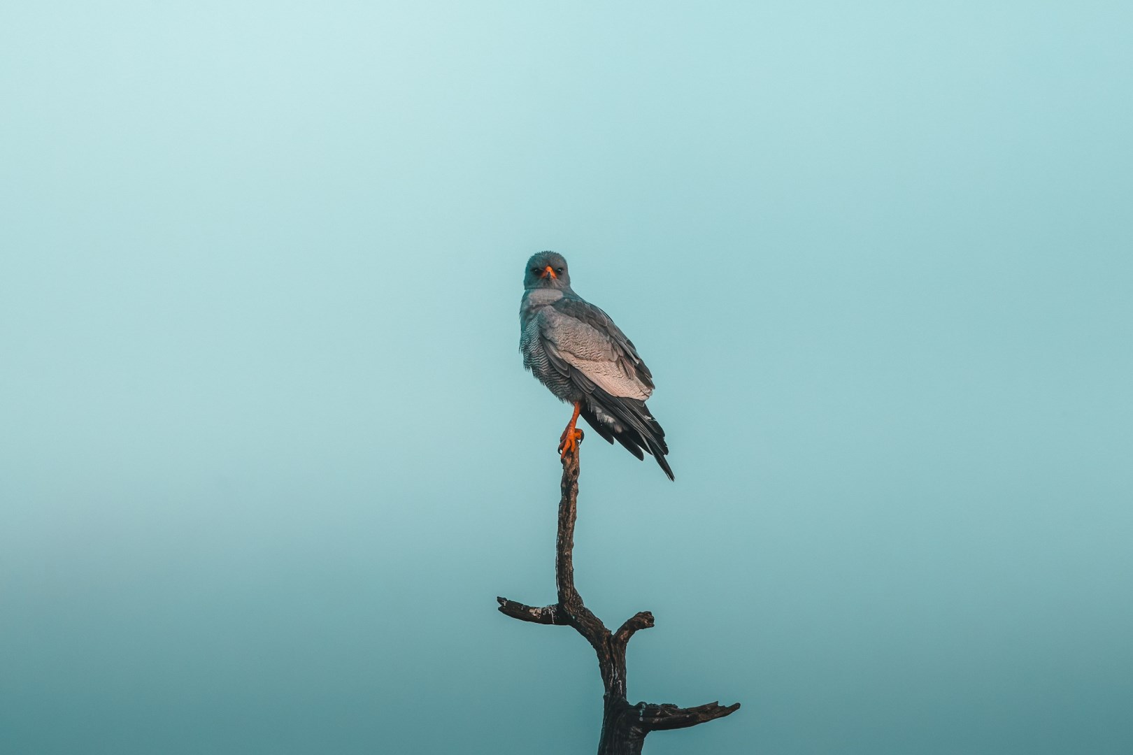 Pale Chanting Goshawk - Photo Credit: Photo by Gilley Aguilar on Unsplash
