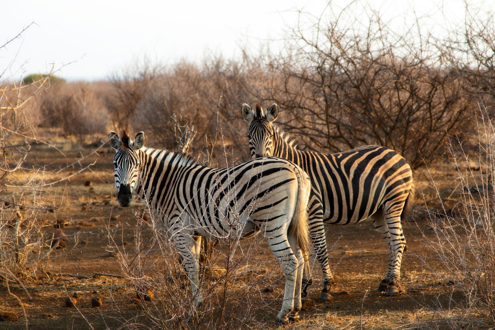  Photo Credit: Photo by Vince Russell on Unsplash