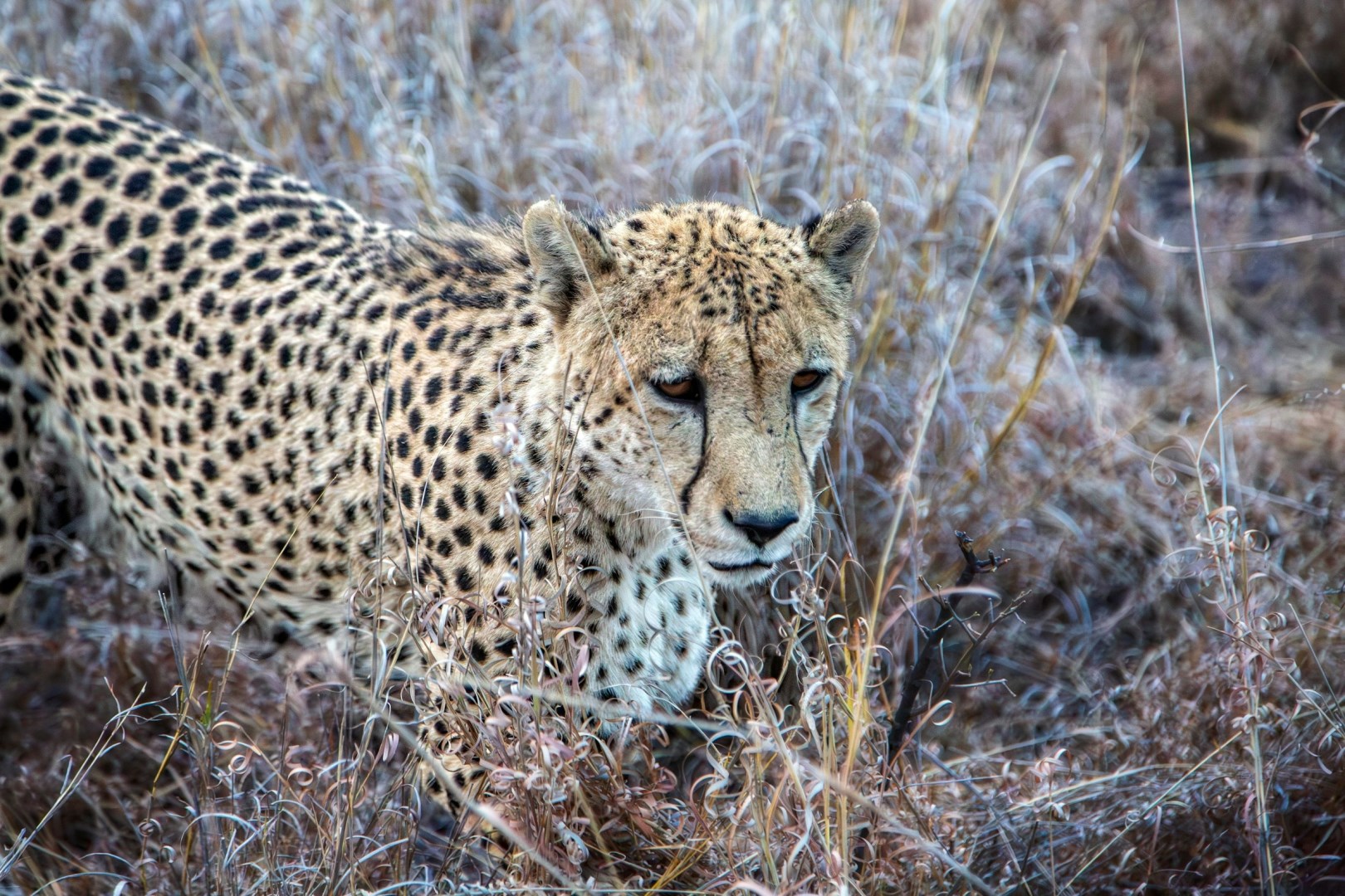  Photo Credit: Photo by Vince Russell on Unsplash