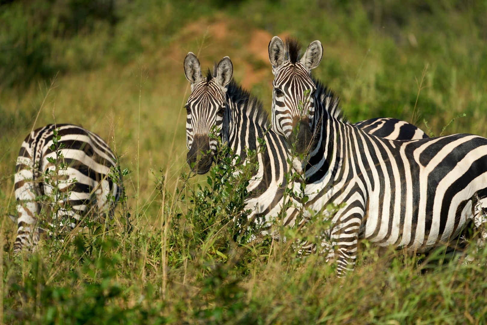 Lake Mburo National Park