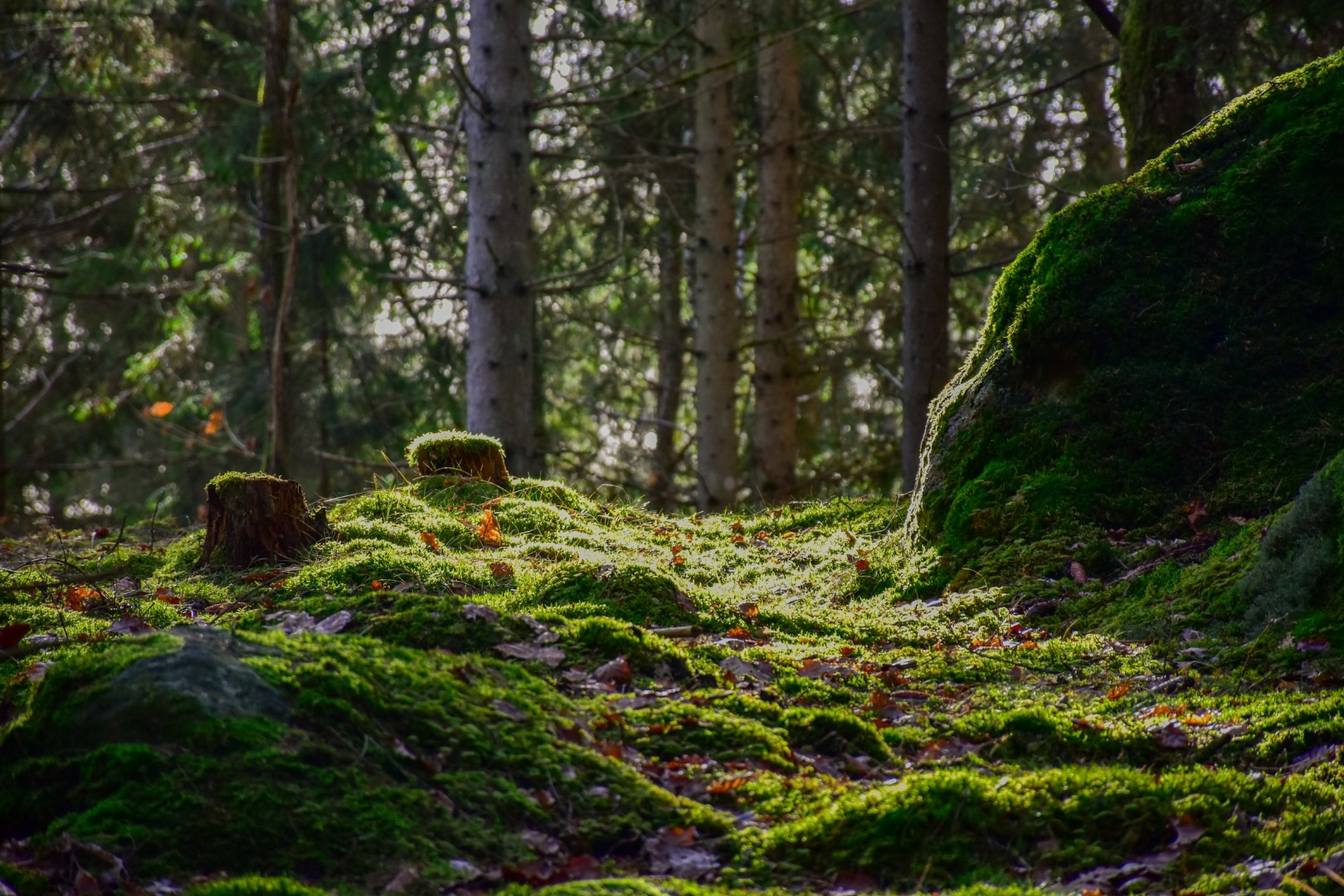  Photo Credit: Photo by Daniel Diemer on Unsplash