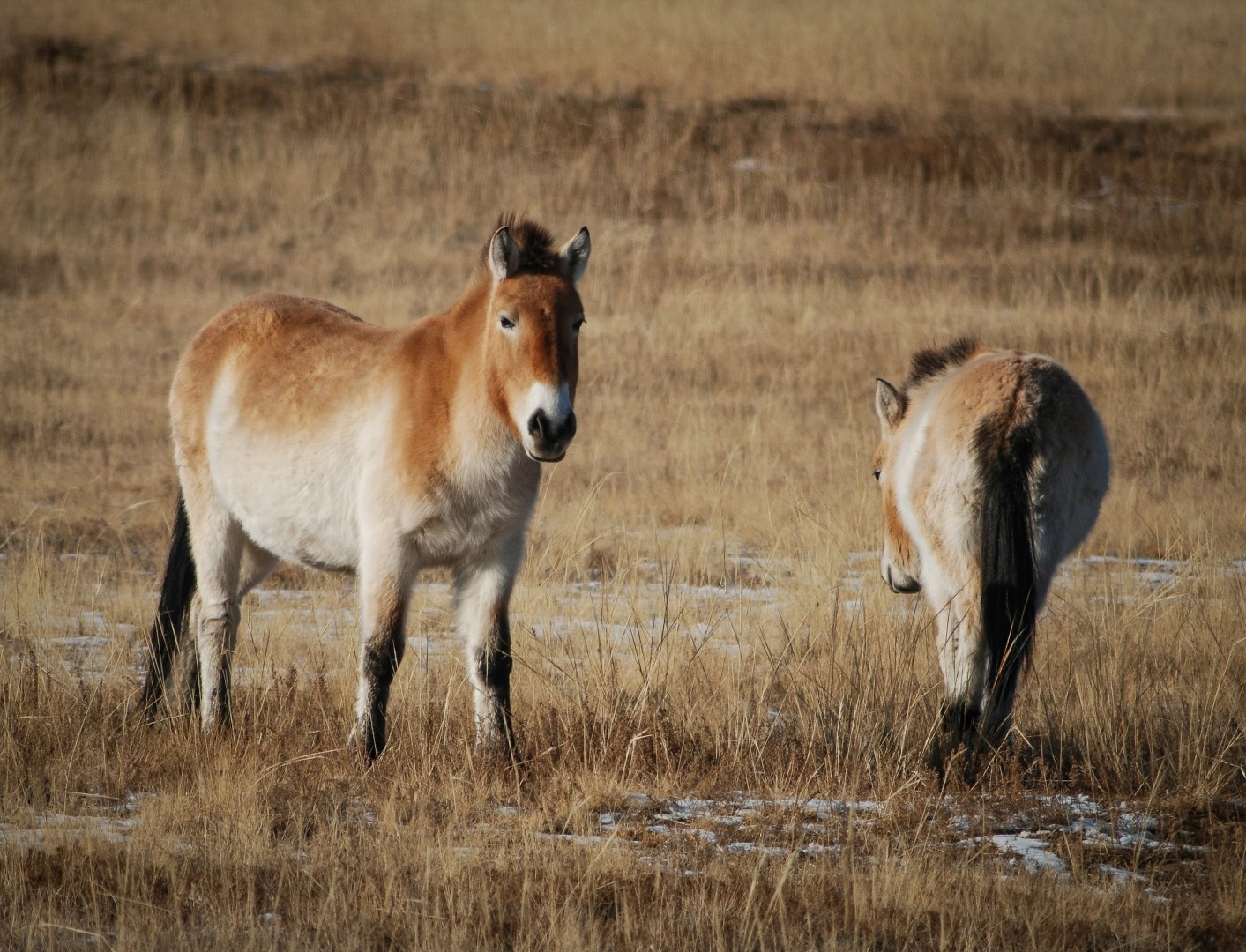 Hustai National Park
