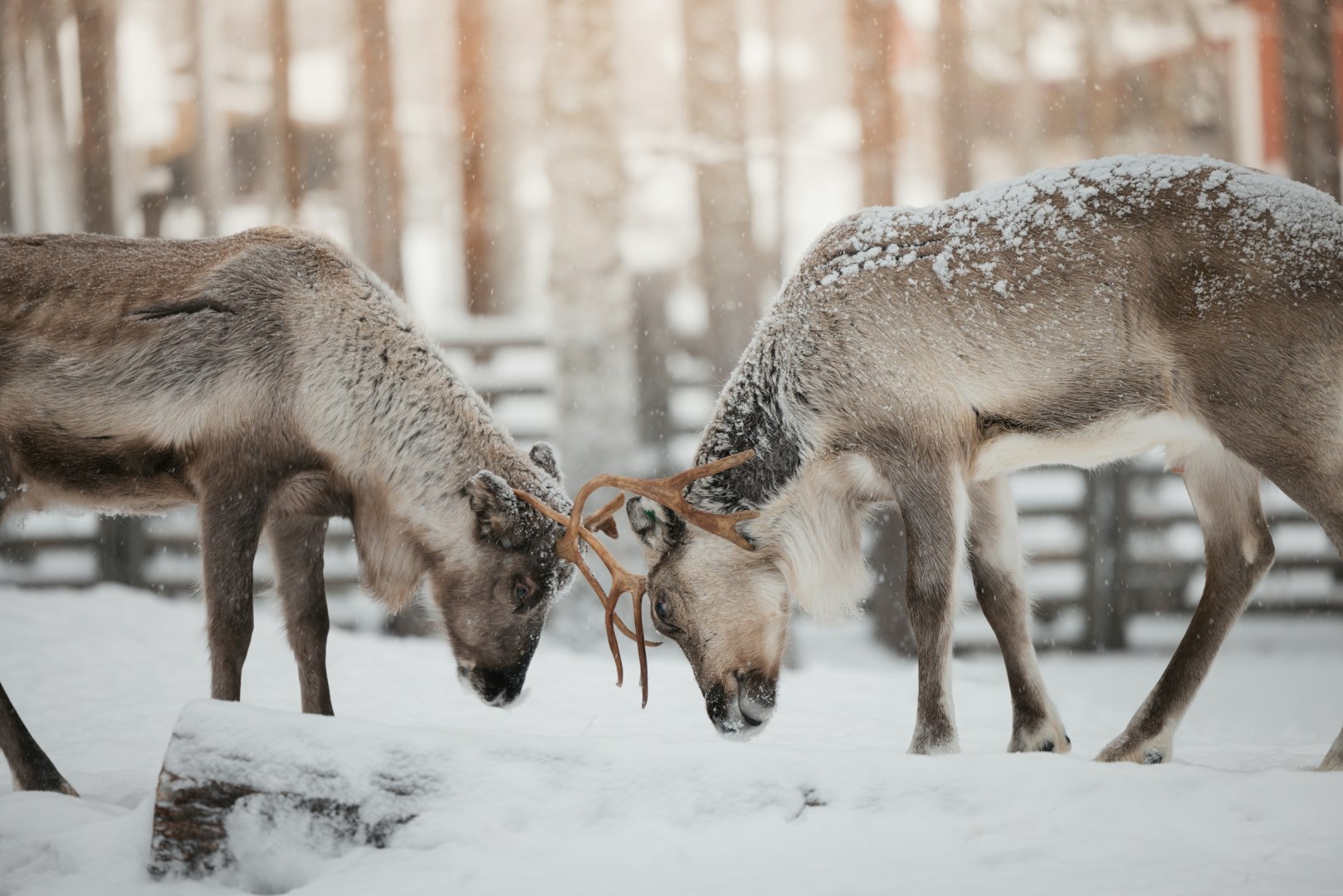  Photo Credit: Photo by Janosch Jost on Unsplash