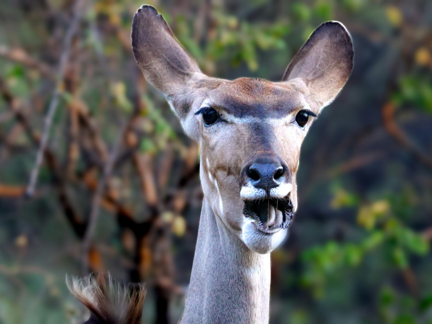 kudu - Photo Credit: Photo by Hendrik Prinsloo on Unsplash