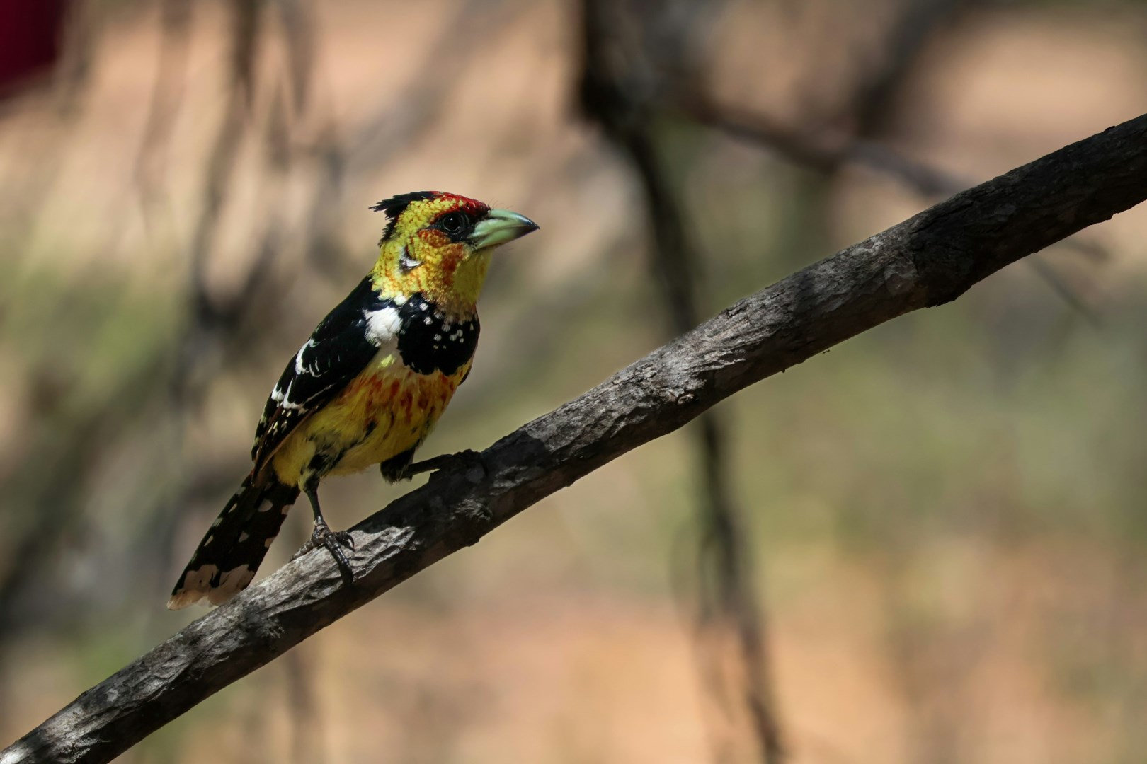  Photo Credit: Photo by Hendrik Prinsloo on Unsplash
