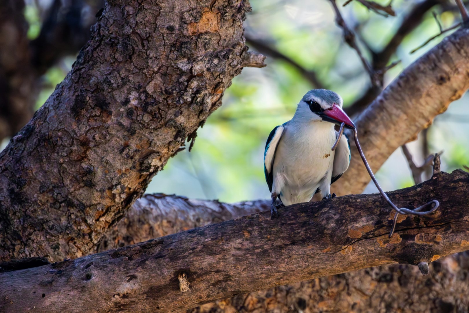 Woodland kingfisher - Photo Credit: Photo by Hendrik Prinsloo on Unsplash