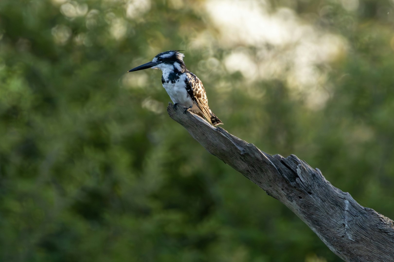 Pied Kingfisher - Photo Credit: Photo by Hendrik Prinsloo on Unsplash