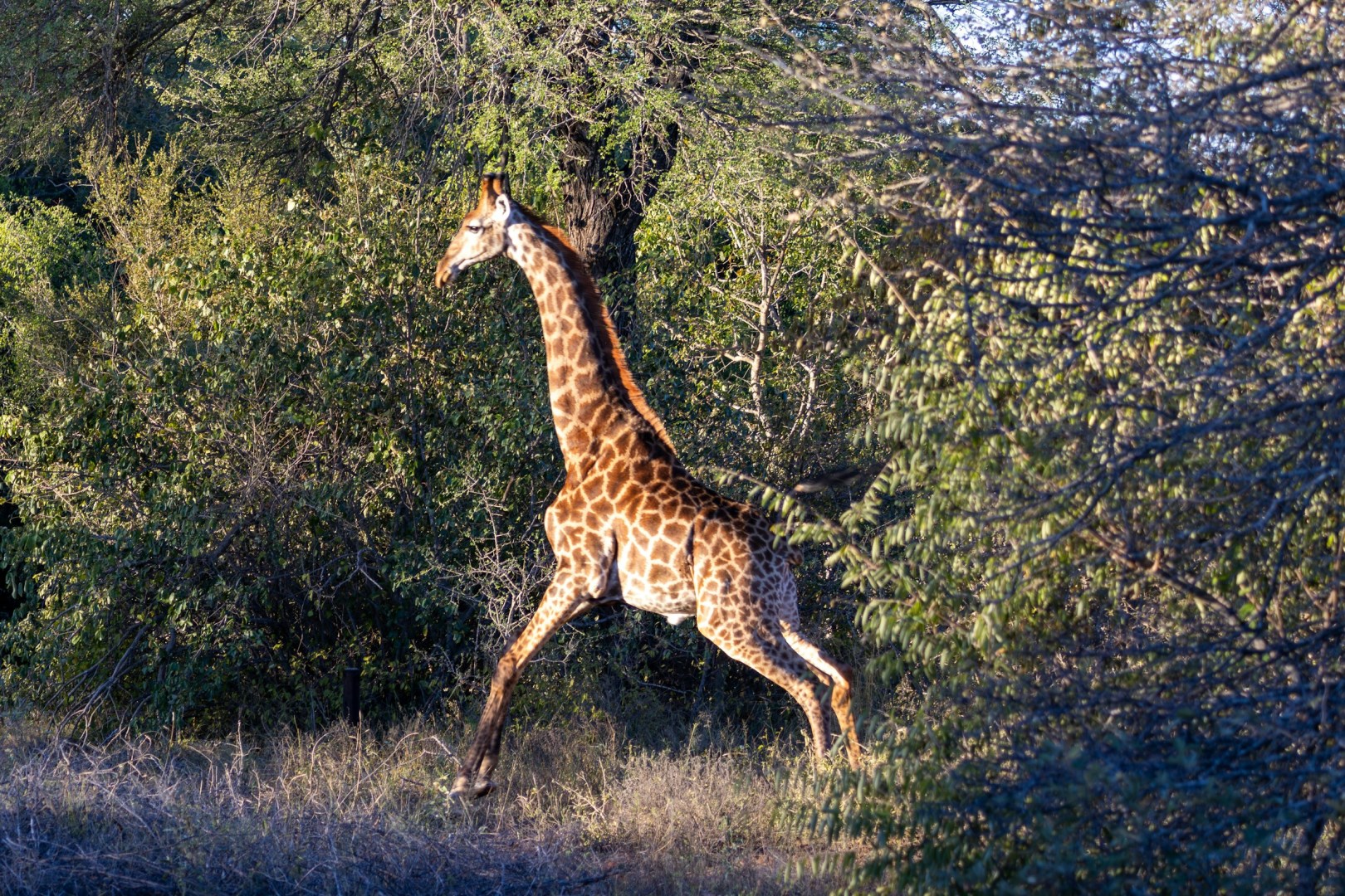 Raptors View Wildlife Estate - Photo Credit: Photo by Hendrik Prinsloo on Unsplash
