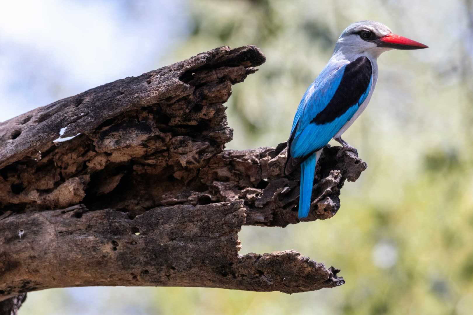 Woodland Kingfisher - Photo Credit: Photo by Hendrik Prinsloo on Unsplash