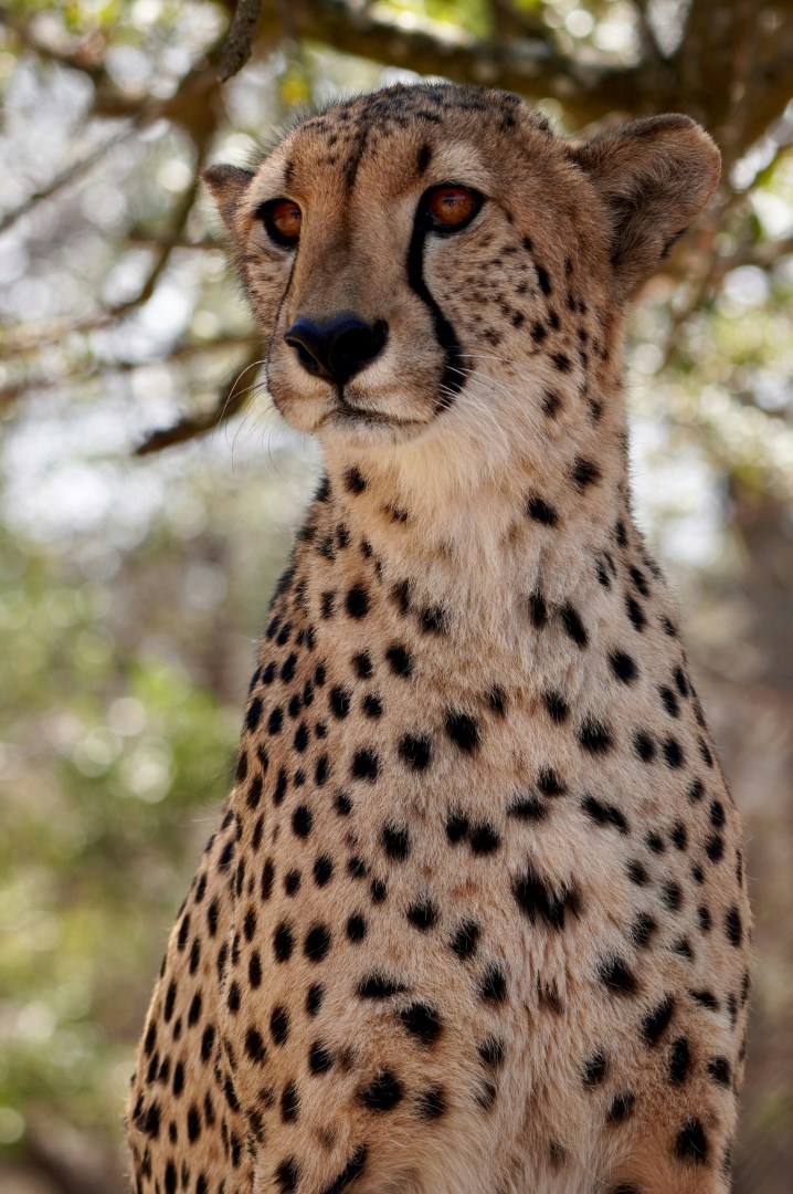 Moholoholo Animal Rehabilitation Centre - Photo Credit: Photo by Thibaut Tiberghien on Unsplash