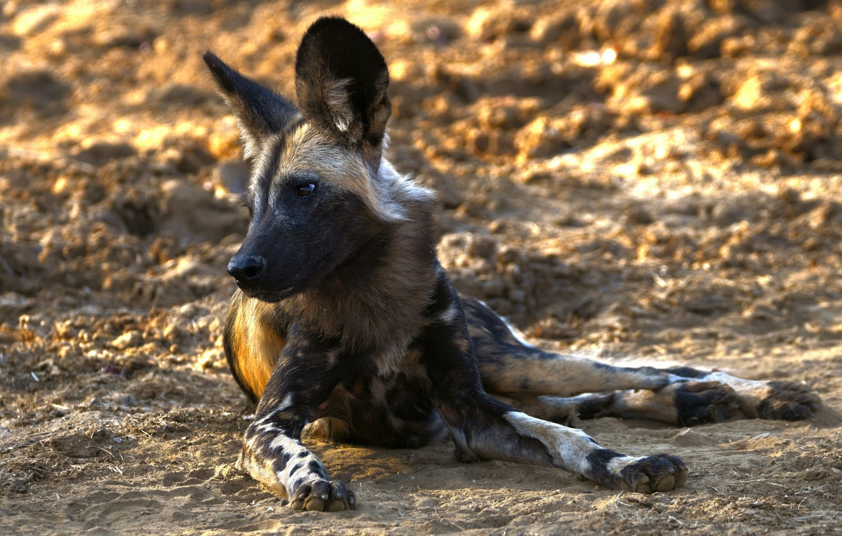 African Wild Dog - Photo Credit: Photo by Catherine Merlin on Unsplash