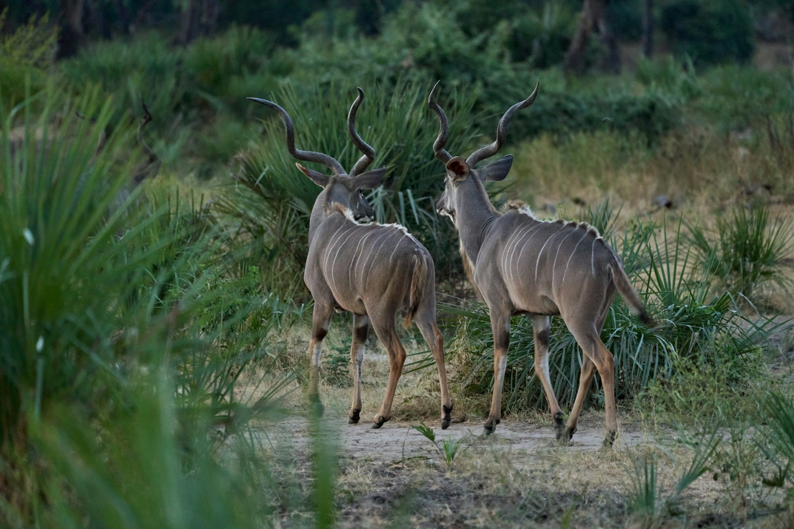 Kudus - Photo Credit: Photo by Dmitrii Zhodzishskii on Unsplash