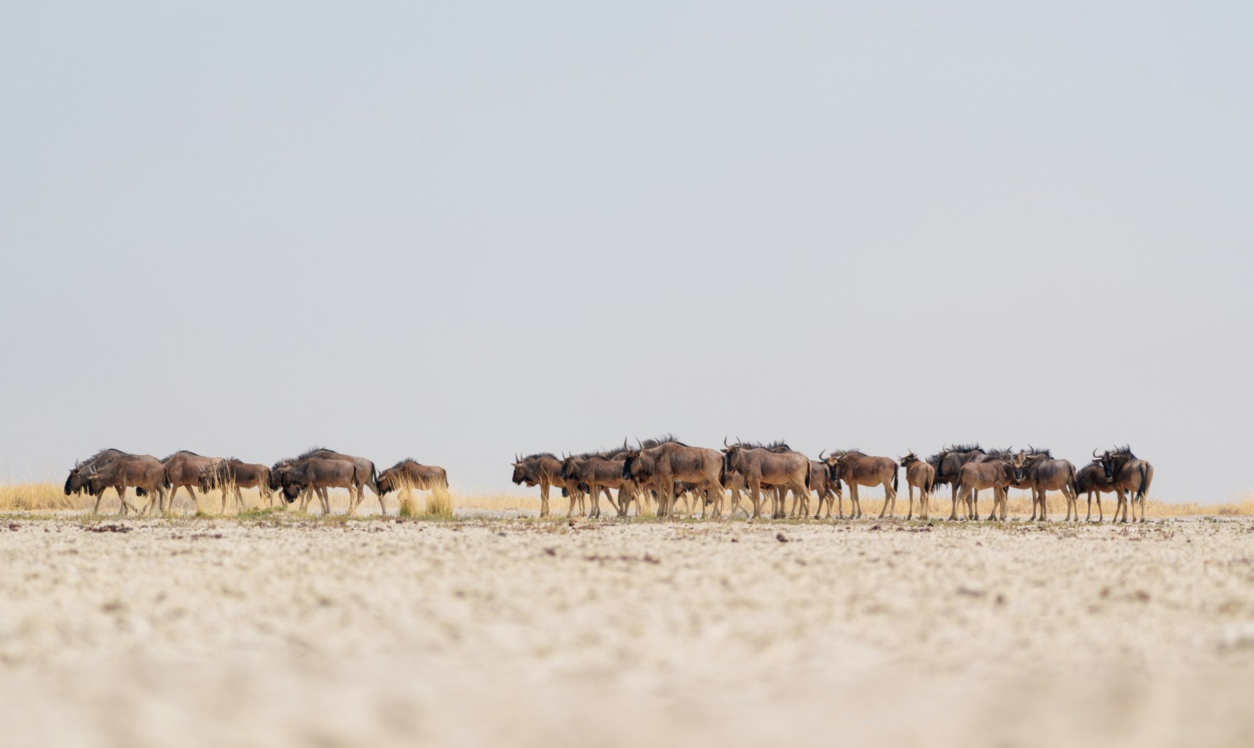 Makgadikgadi Pans National Park