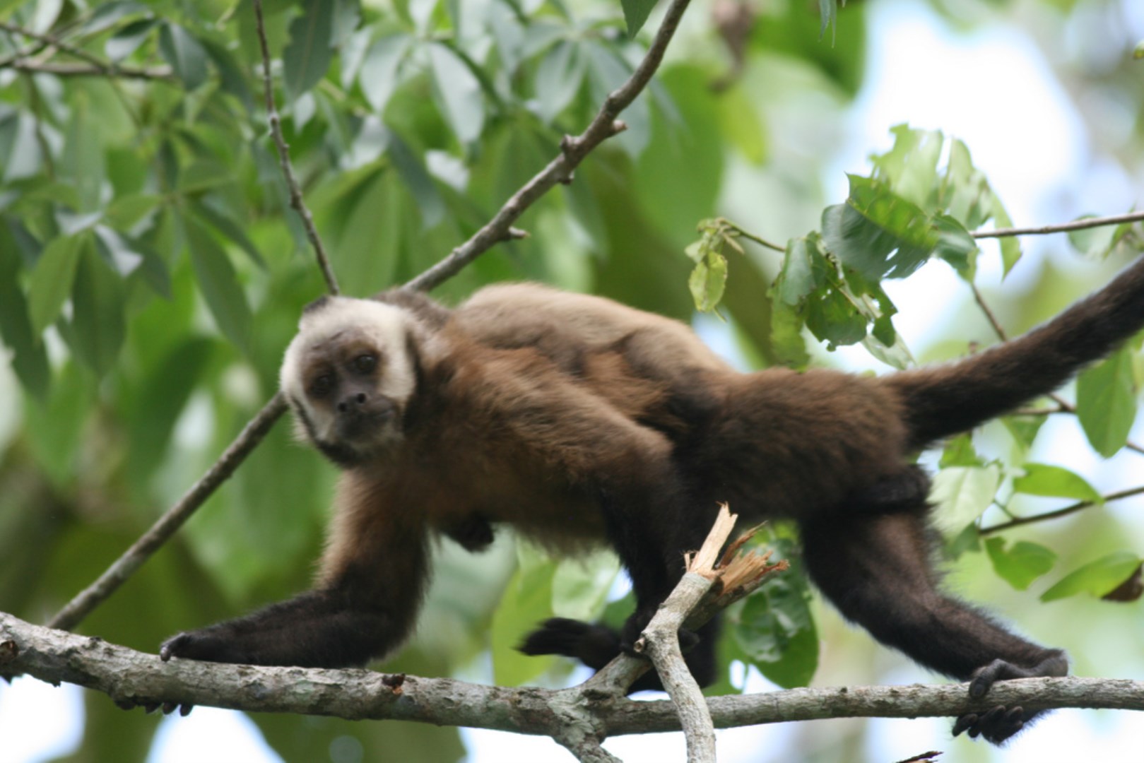 Black-capped Capuchin Monkey - Photo Credit: Photo by Arthur Chapman from Wikimedia