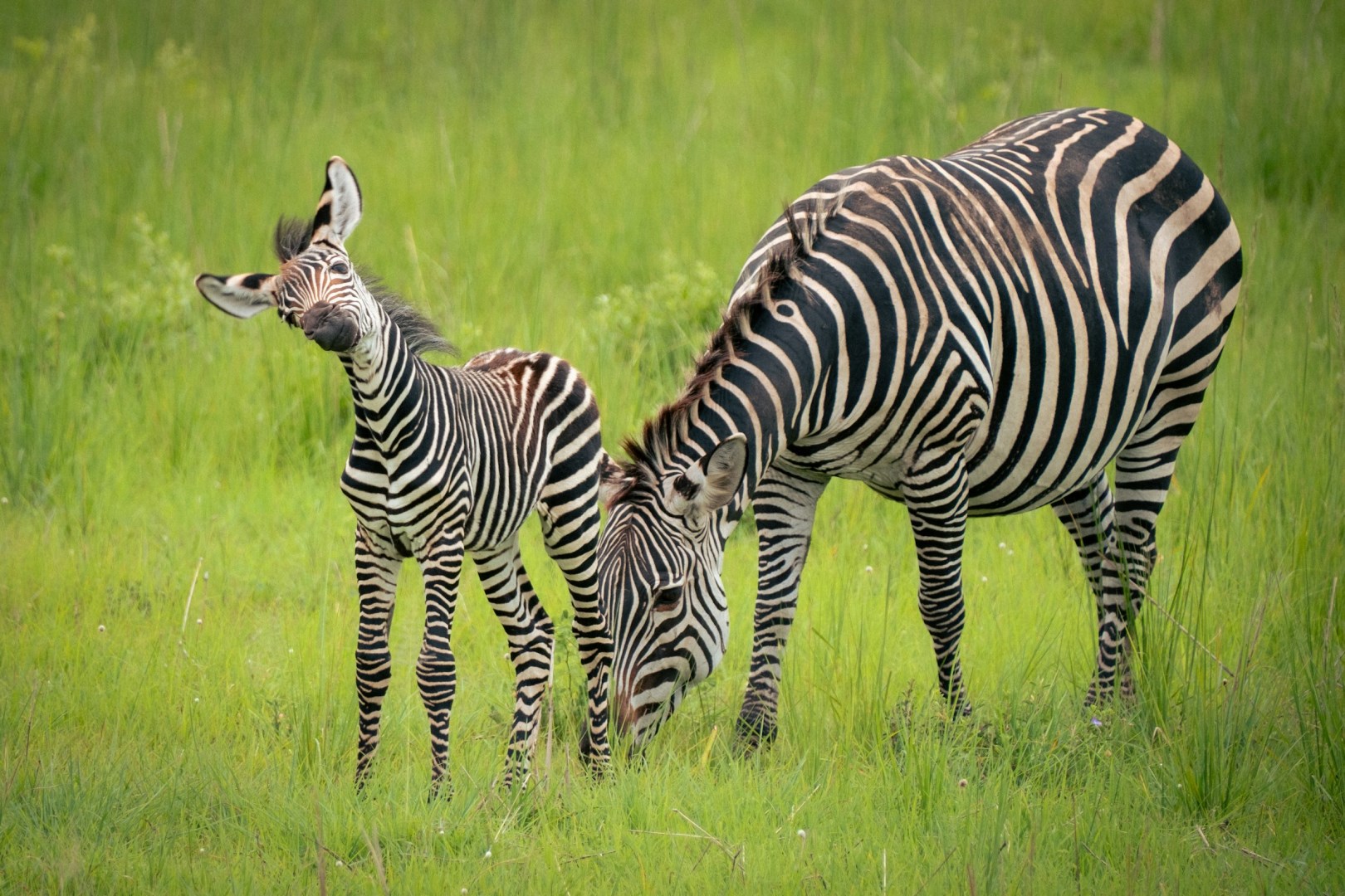 Zebras - Photo Credit: Photo by Calum Stewart on Unsplash