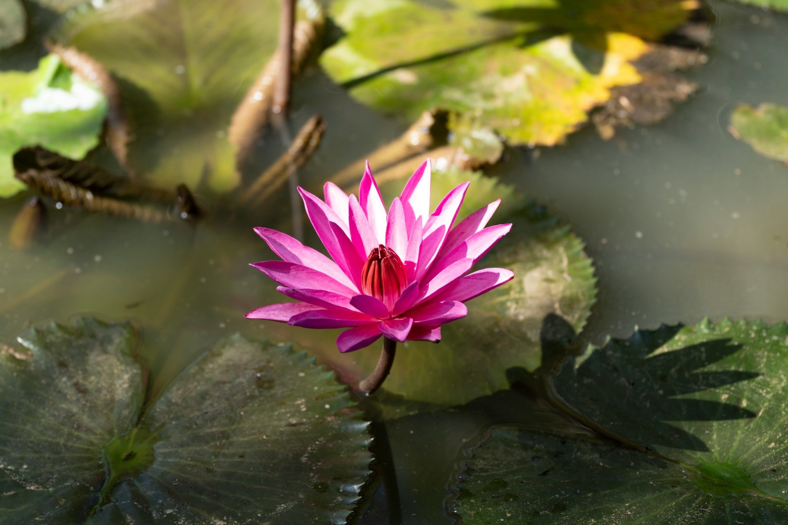  Photo Credit: Photo by Hans-Peter Traunig on Unsplash