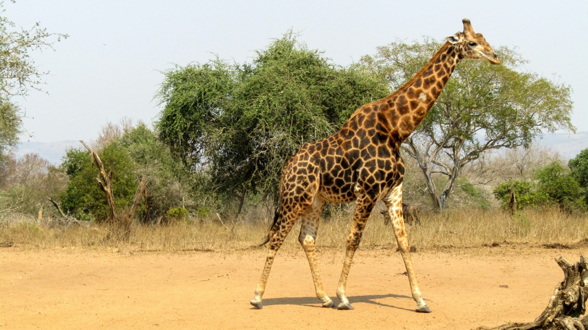 Mkuze