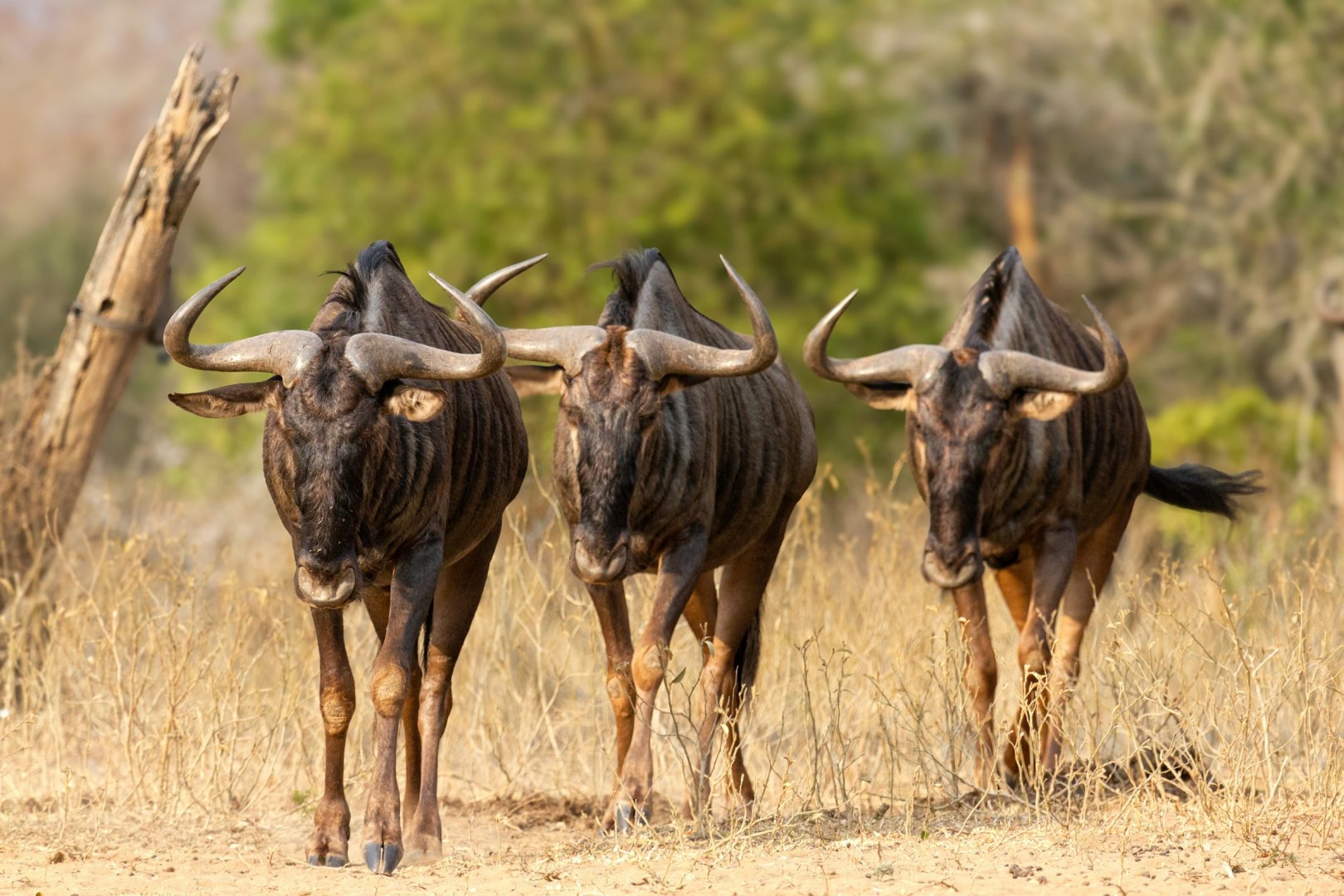  Photo Credit: Photo by Martie Bloem on Unsplash
