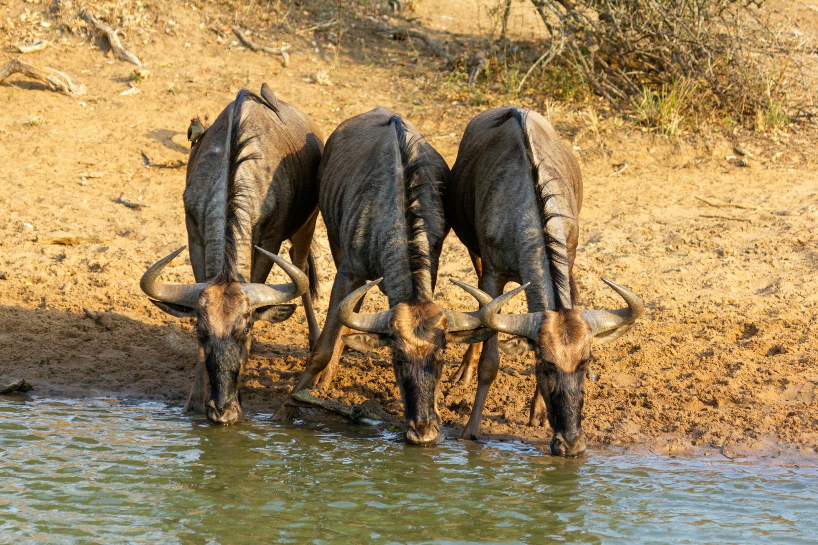  Photo Credit: Photo by Martie Bloem on Unsplash