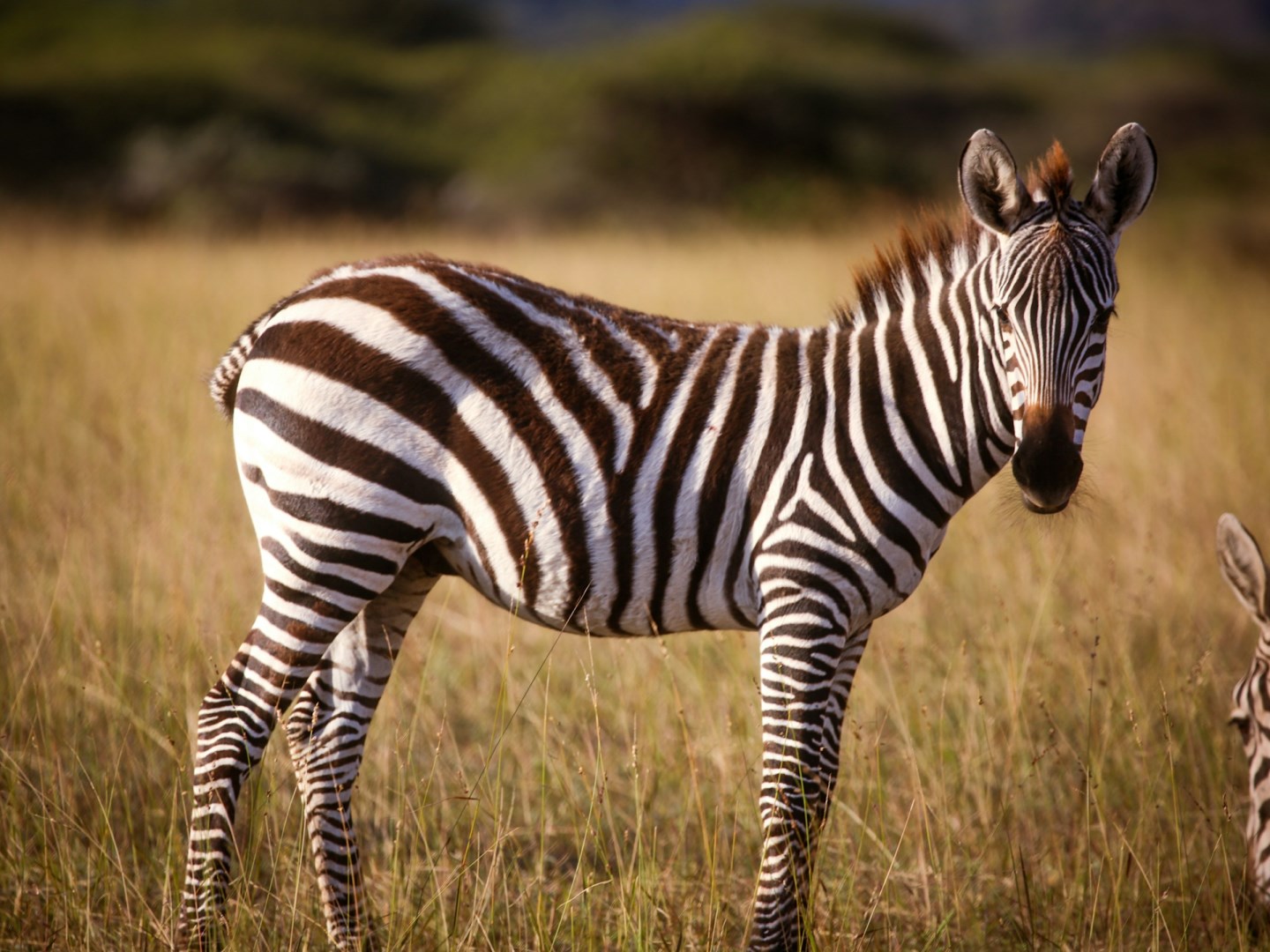 Chyulu Hills National Park