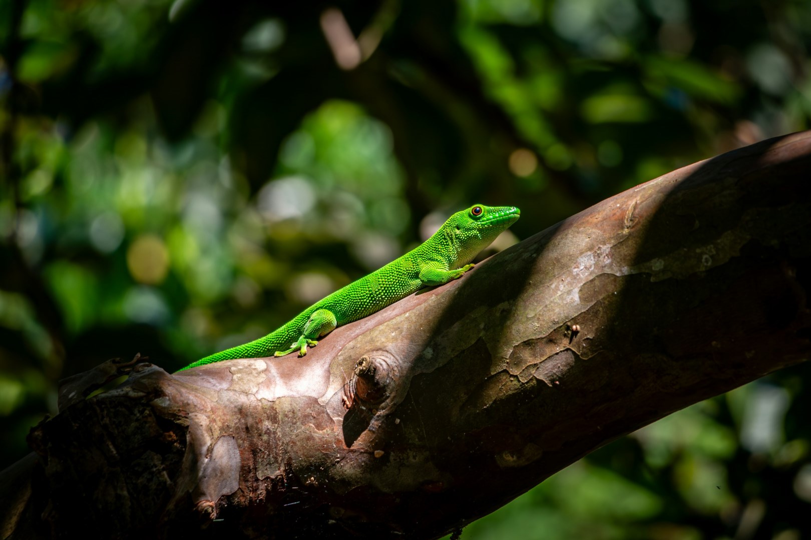  Photo Credit: Photo by David Bruyndonckx on Unsplash