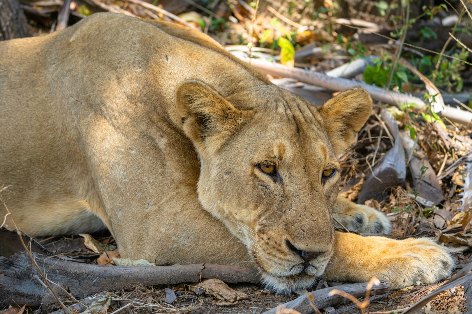  Photo Credit: Photo by Aron Marinelli on Unsplash