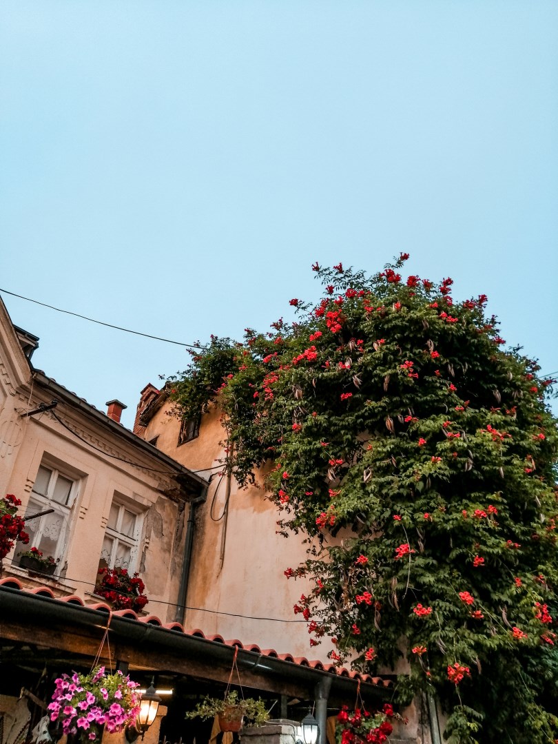  Photo Credit: Photo by Nikolina Mickovska on Unsplash