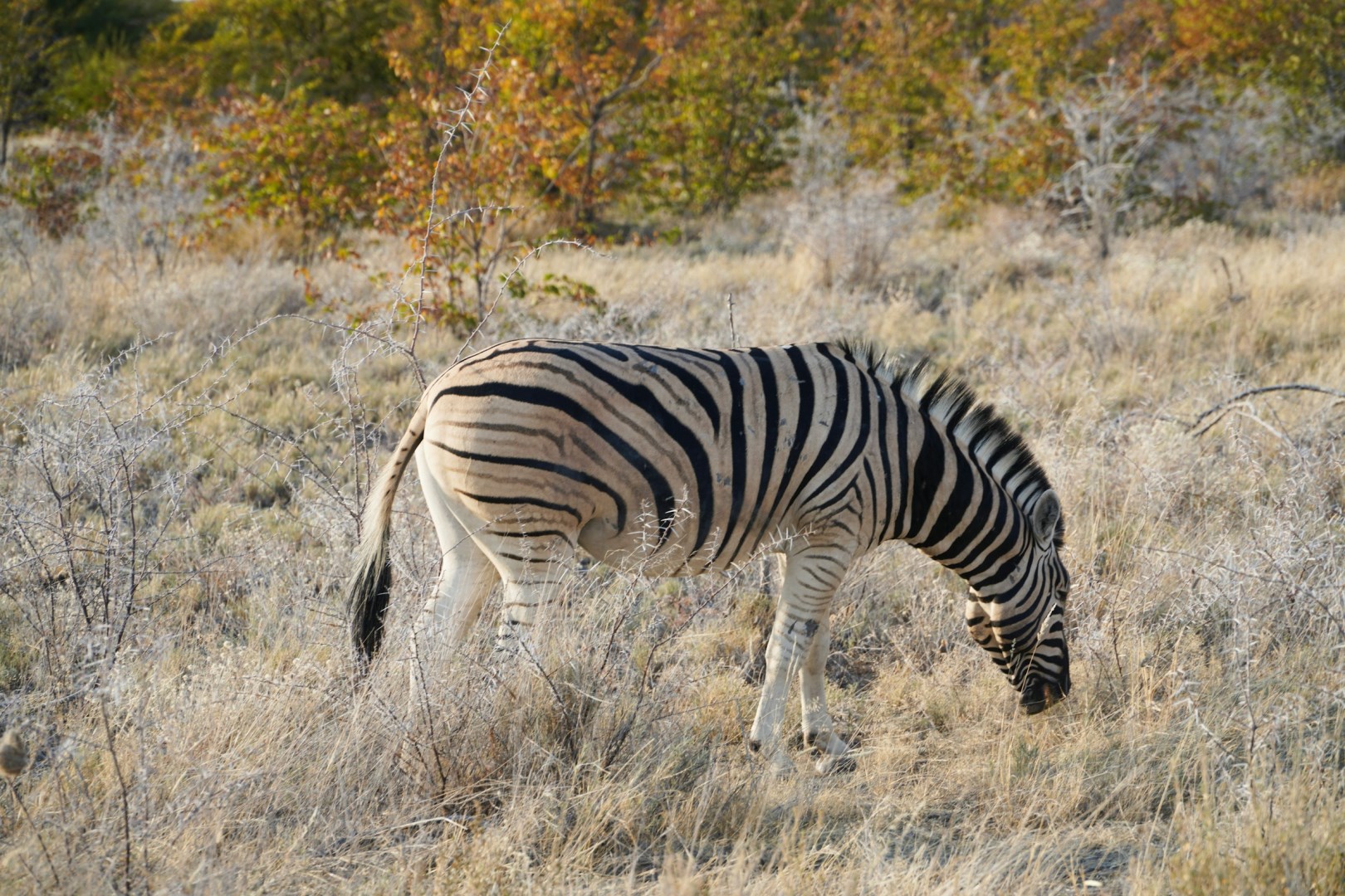 Onguma Private Game Reserve