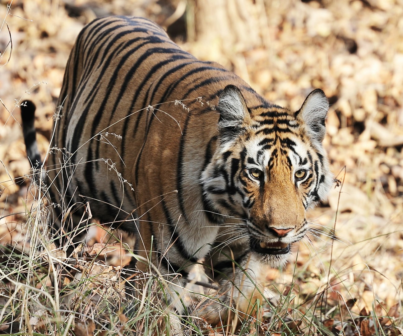  Photo Credit: Photo by Lakshmi Narasimha on Unsplash