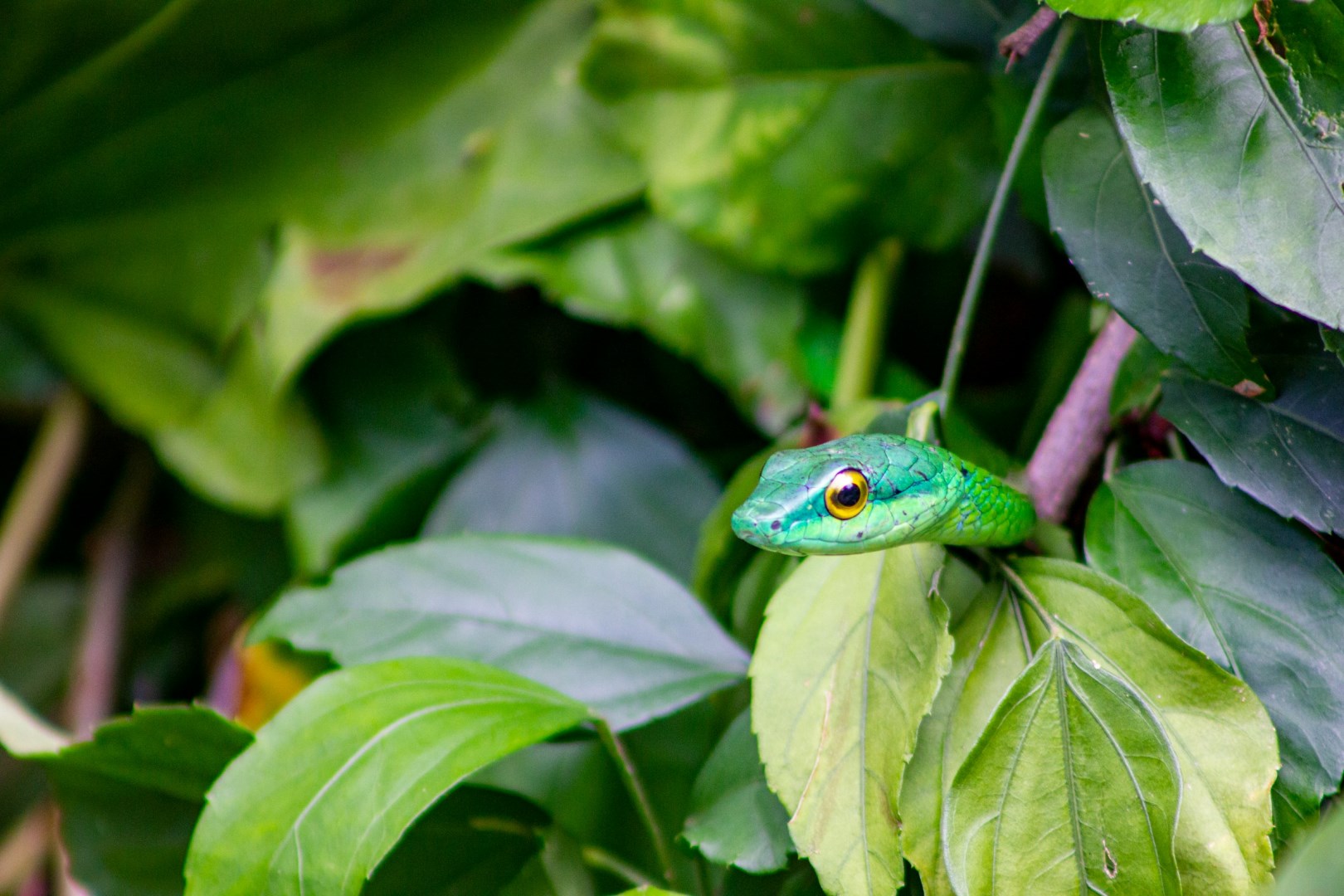 Bush snake - Photo Credit: Photo by Robin Canfield on Unsplash