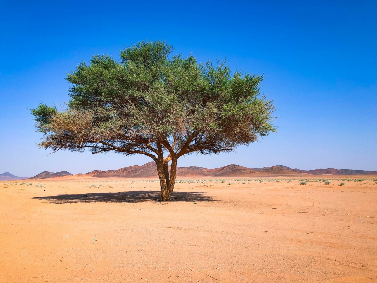  Photo Credit: Photo by Rabah Al Shammary on Unsplash