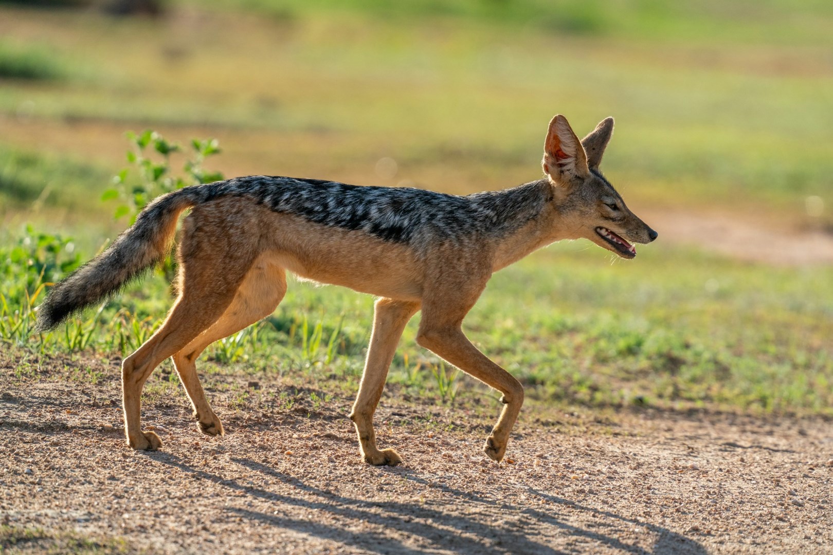 Jackal - Photo Credit: Photo by Bob Brewer on Unsplash