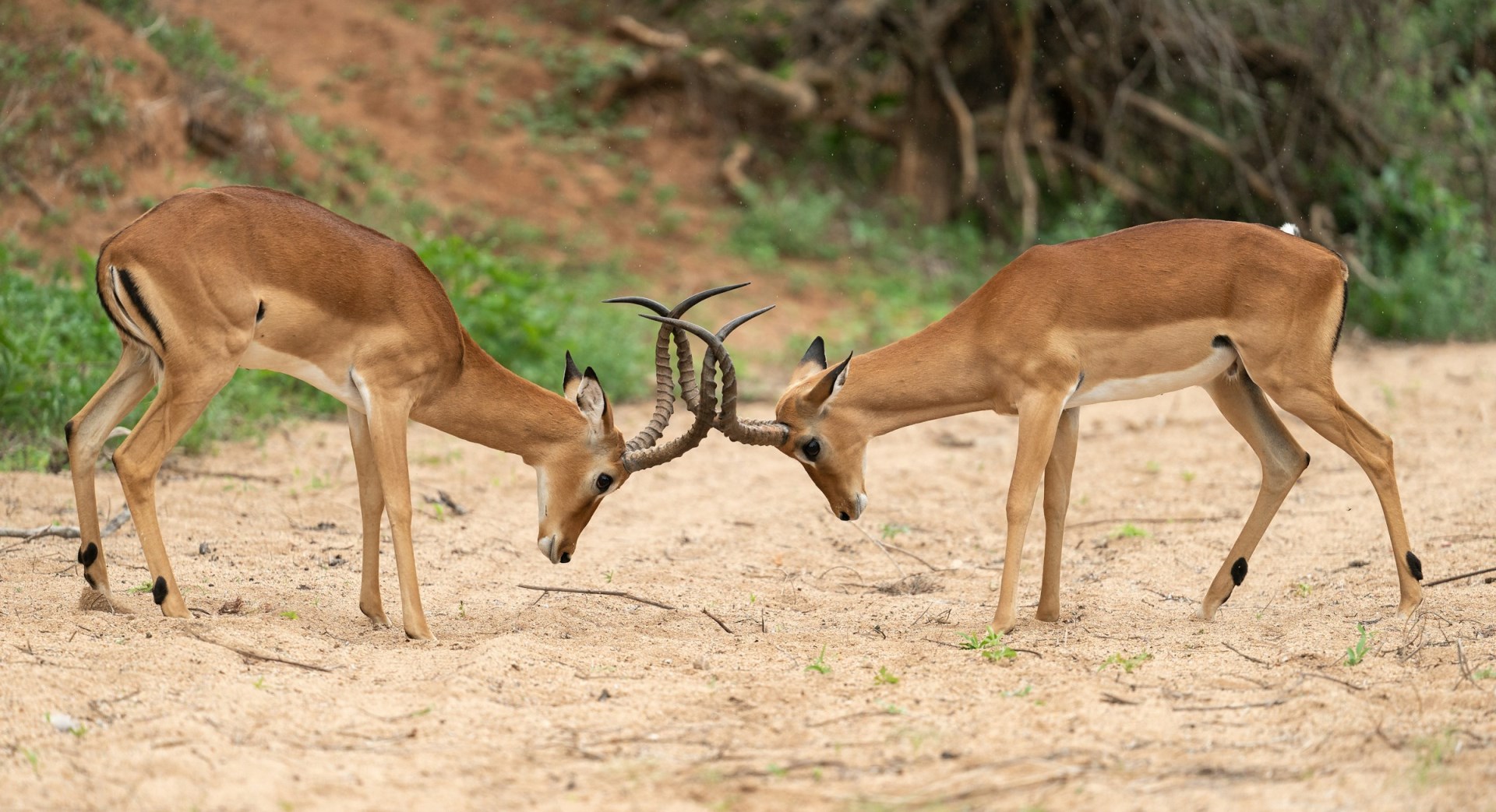 Impalas - Photo Credit: Photo by Bob Brewer on Unsplash