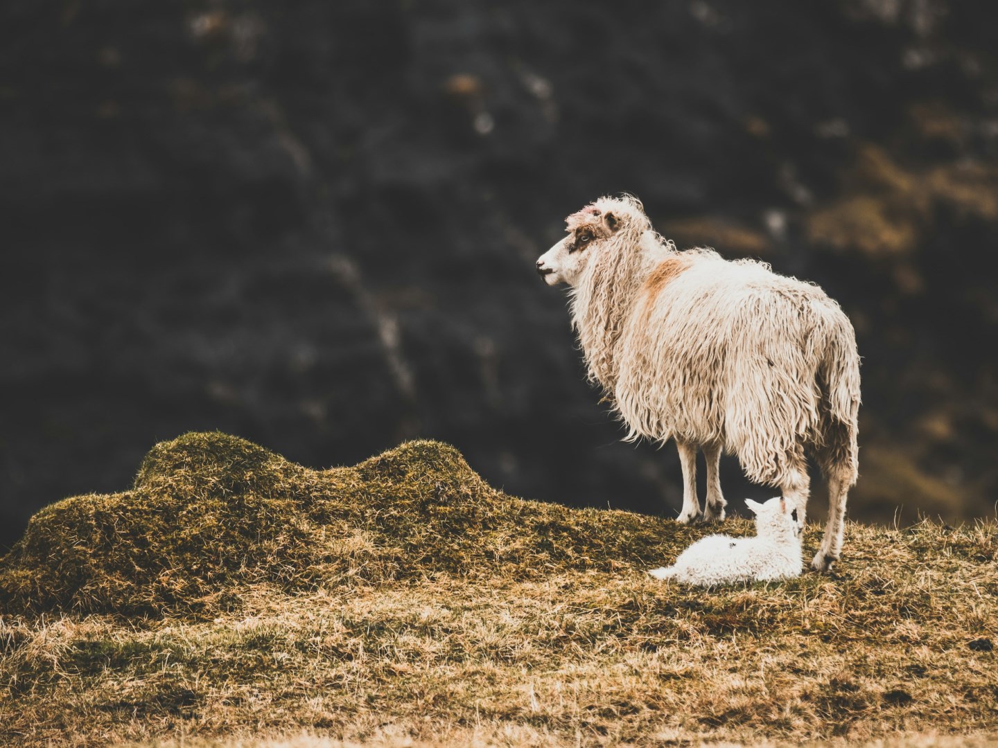  Photo Credit: Photo by Hans Christian Strikert on Unsplash
