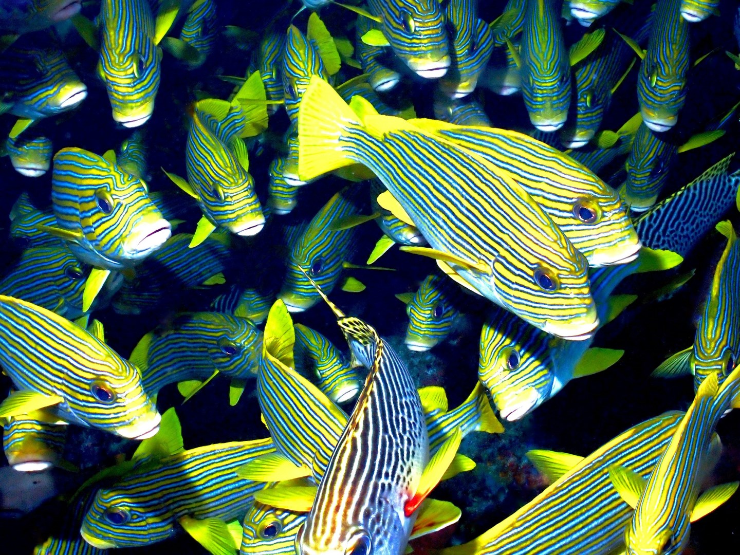Shoal of striped Sweetlips - Photo Credit: Photo by Claus Giering on Unsplash