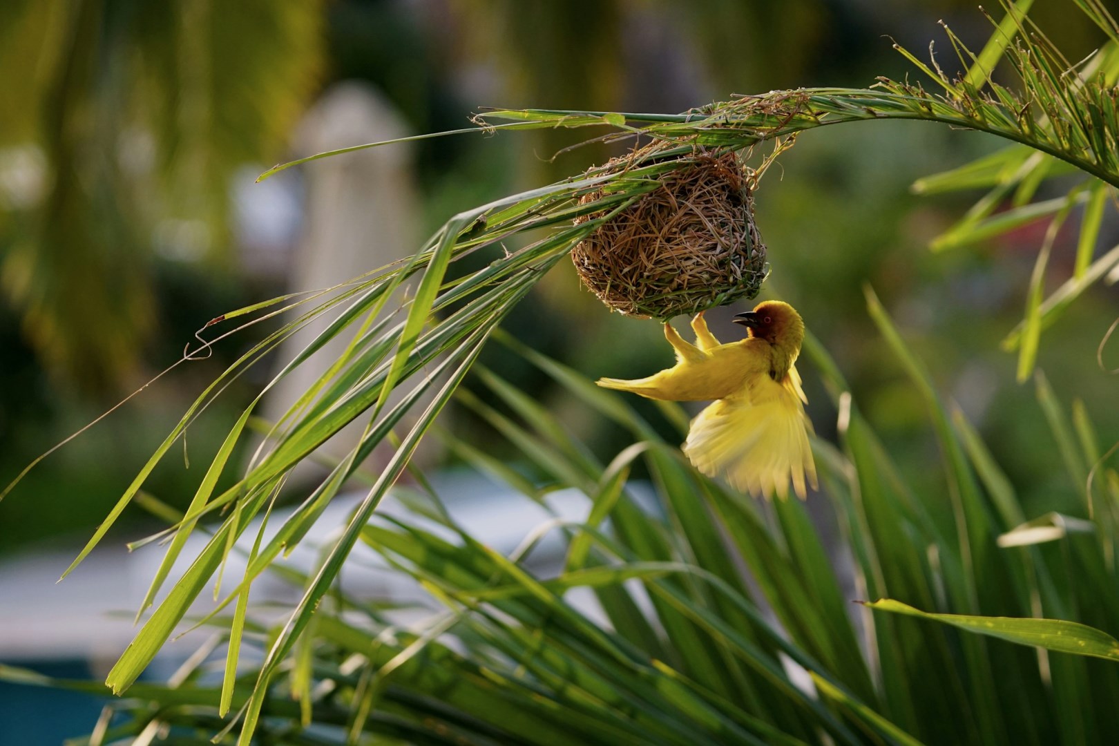 Taveta weaver - Photo Credit: Photo by Vladan Raznatovic on Unsplash
