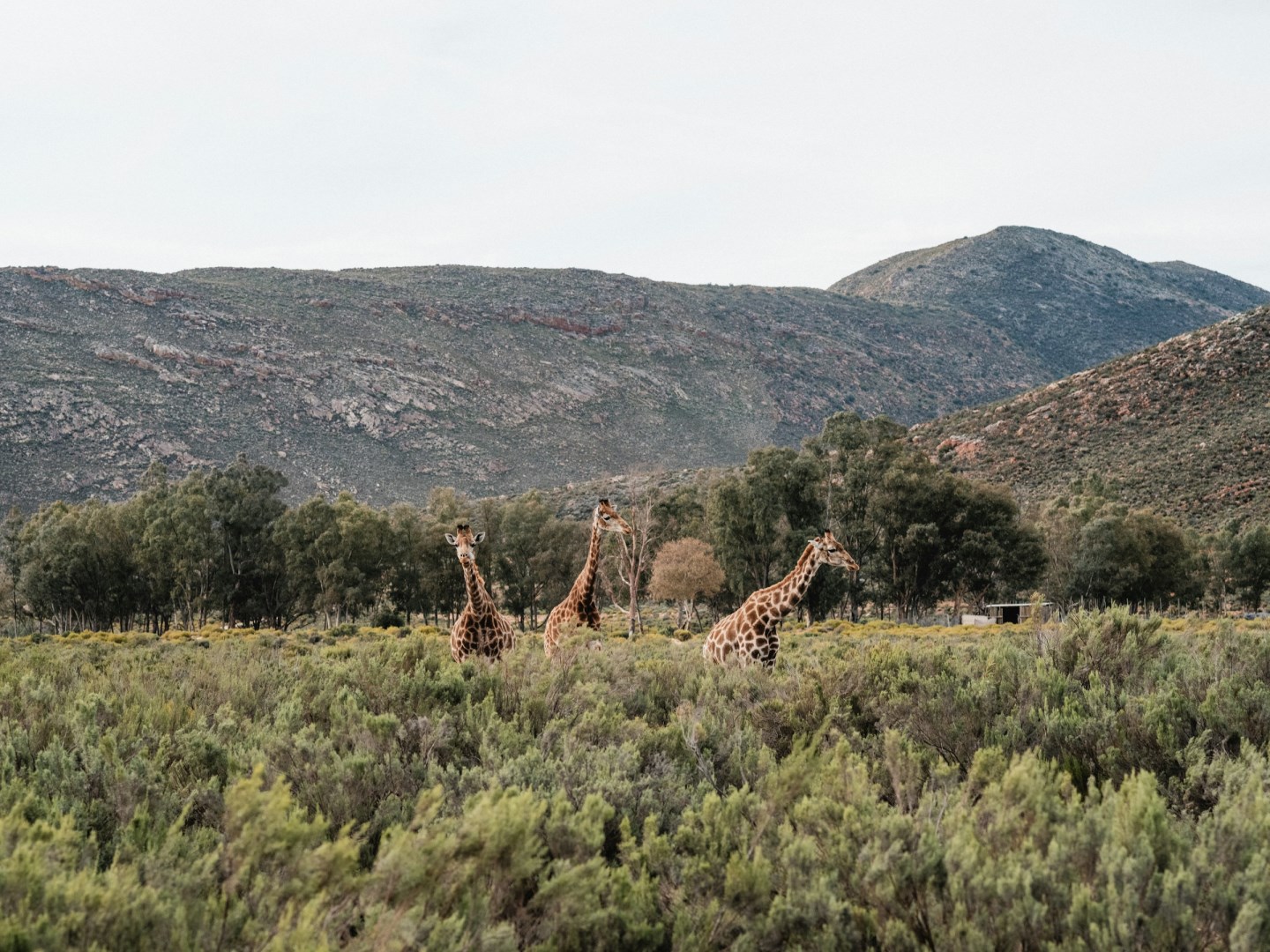 Aquila Private Game Reserve
