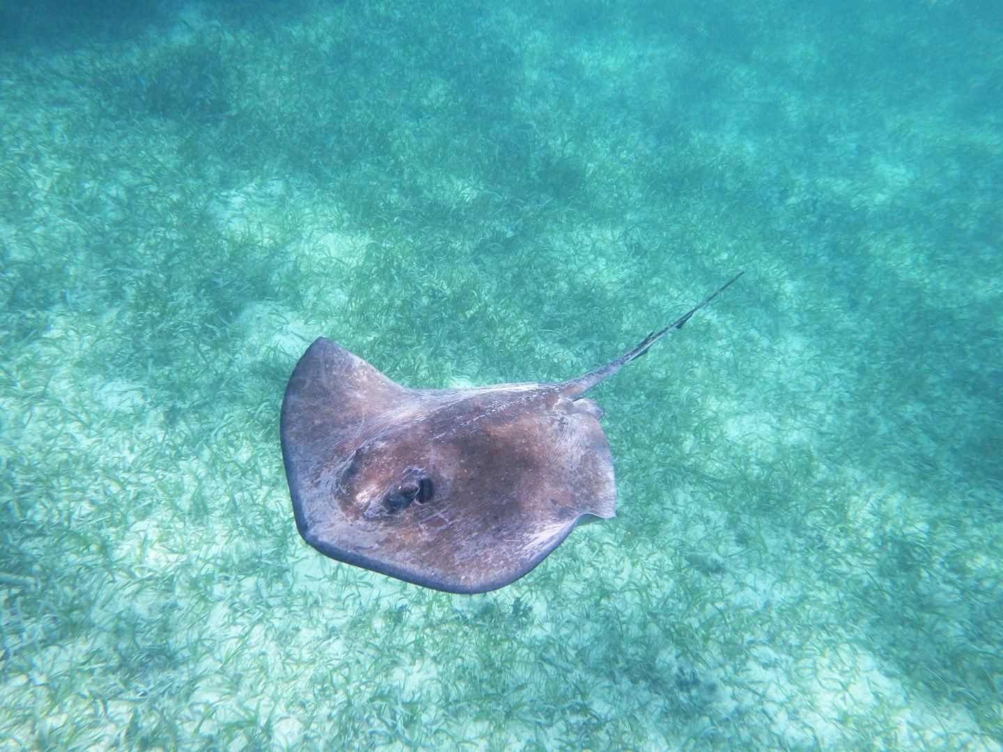 Hol Chan Marine Reserve