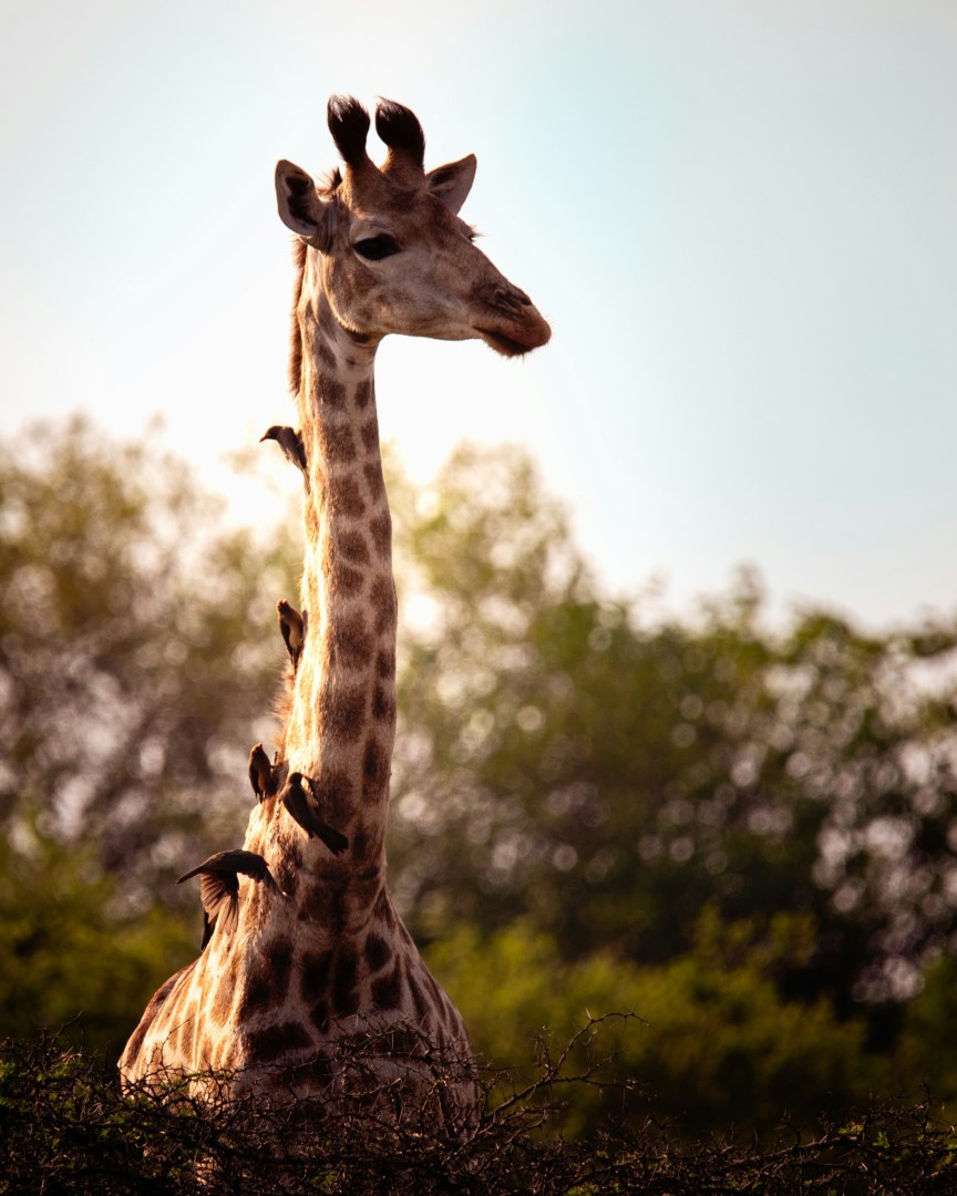  Photo Credit: Photo by Doretha Rost on Unsplash