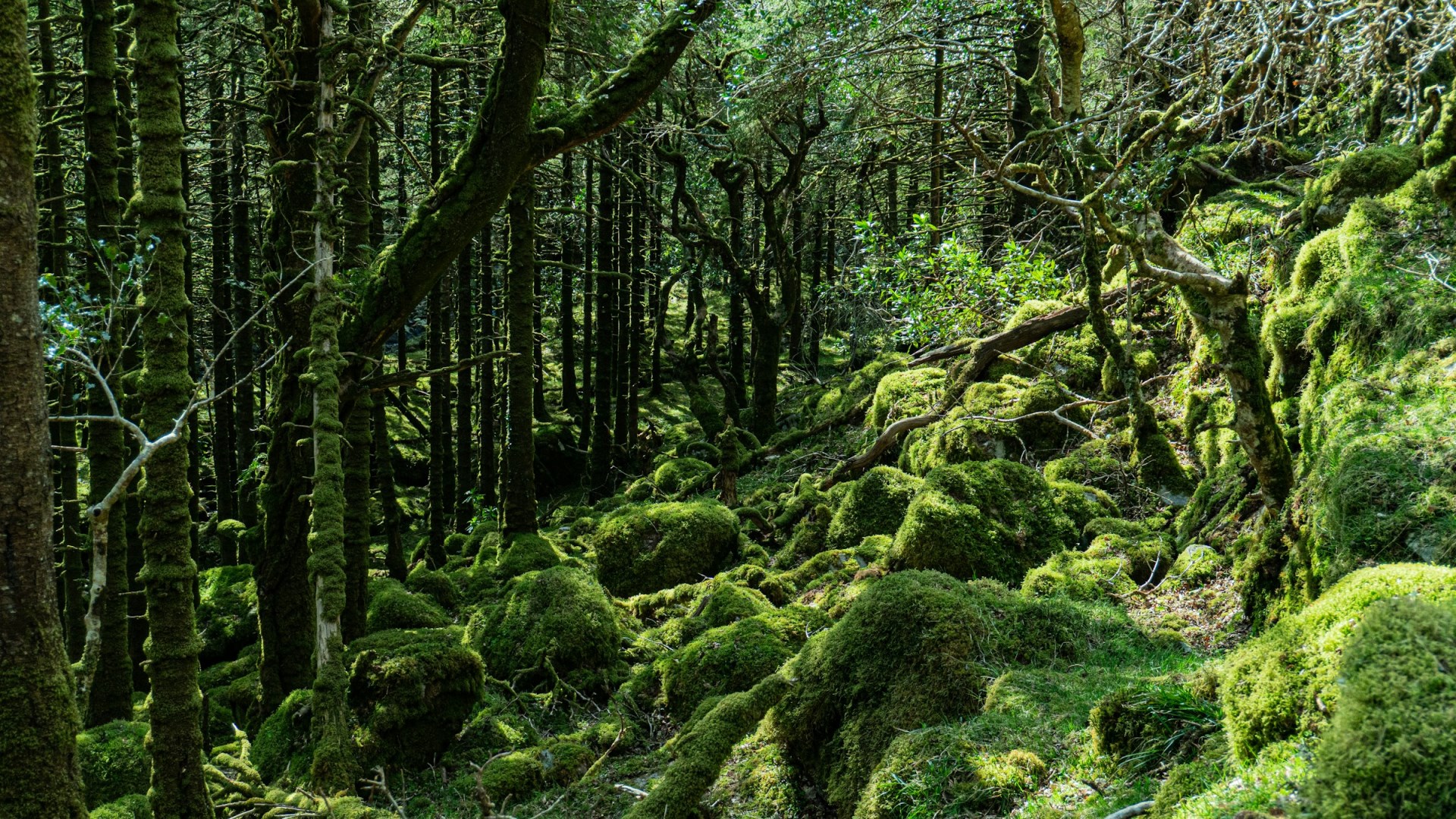  Photo Credit: Photo by Anish on Unsplash