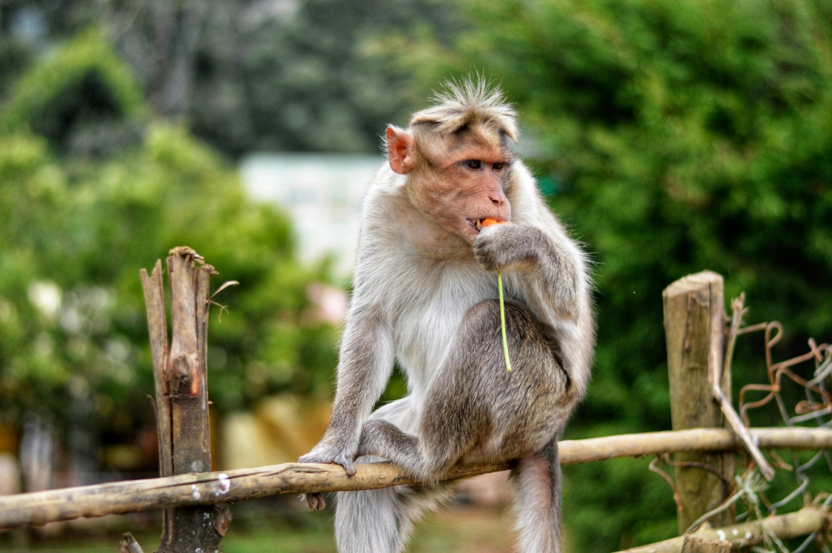 Monkey - Photo Credit: Photo by Ravi Kant on Unsplash