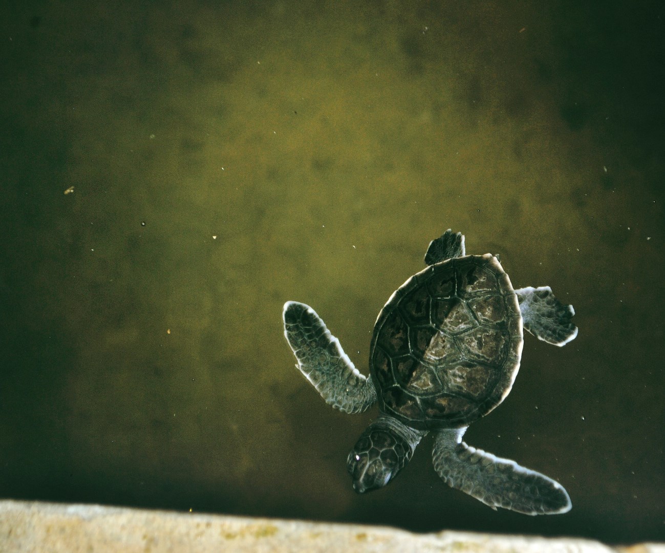  Photo Credit: Photo by Drew Farwell on Unsplash