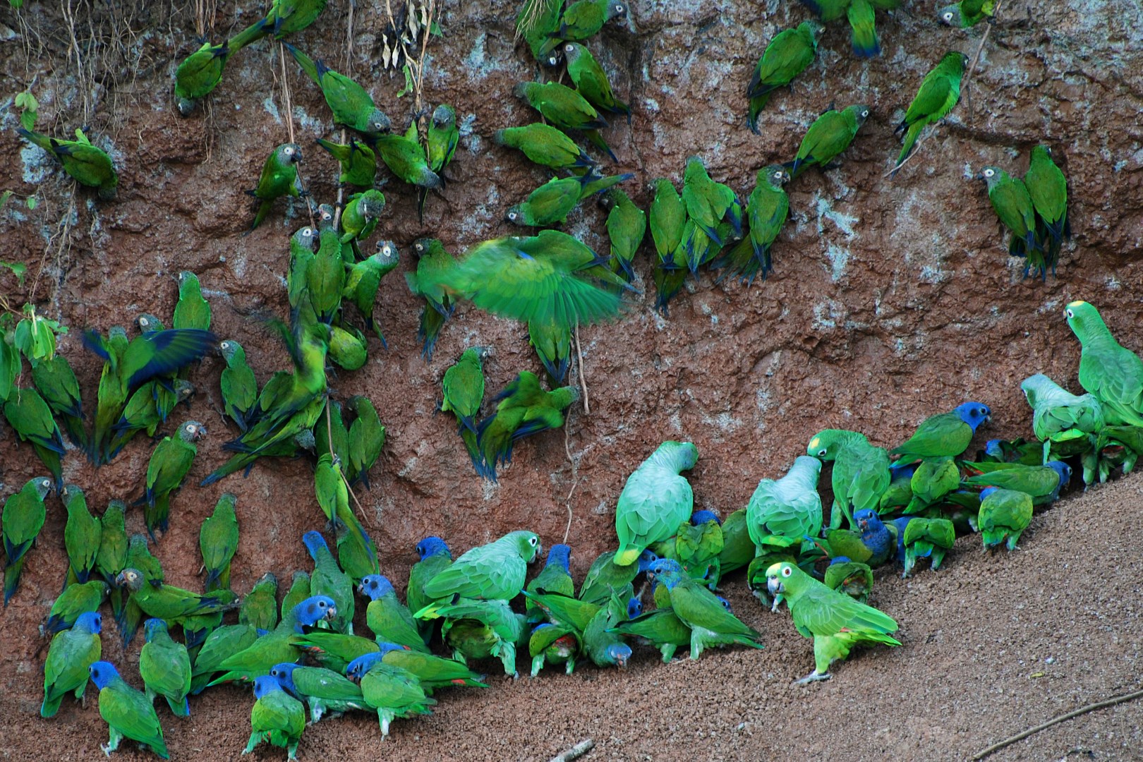Yasuni National Park