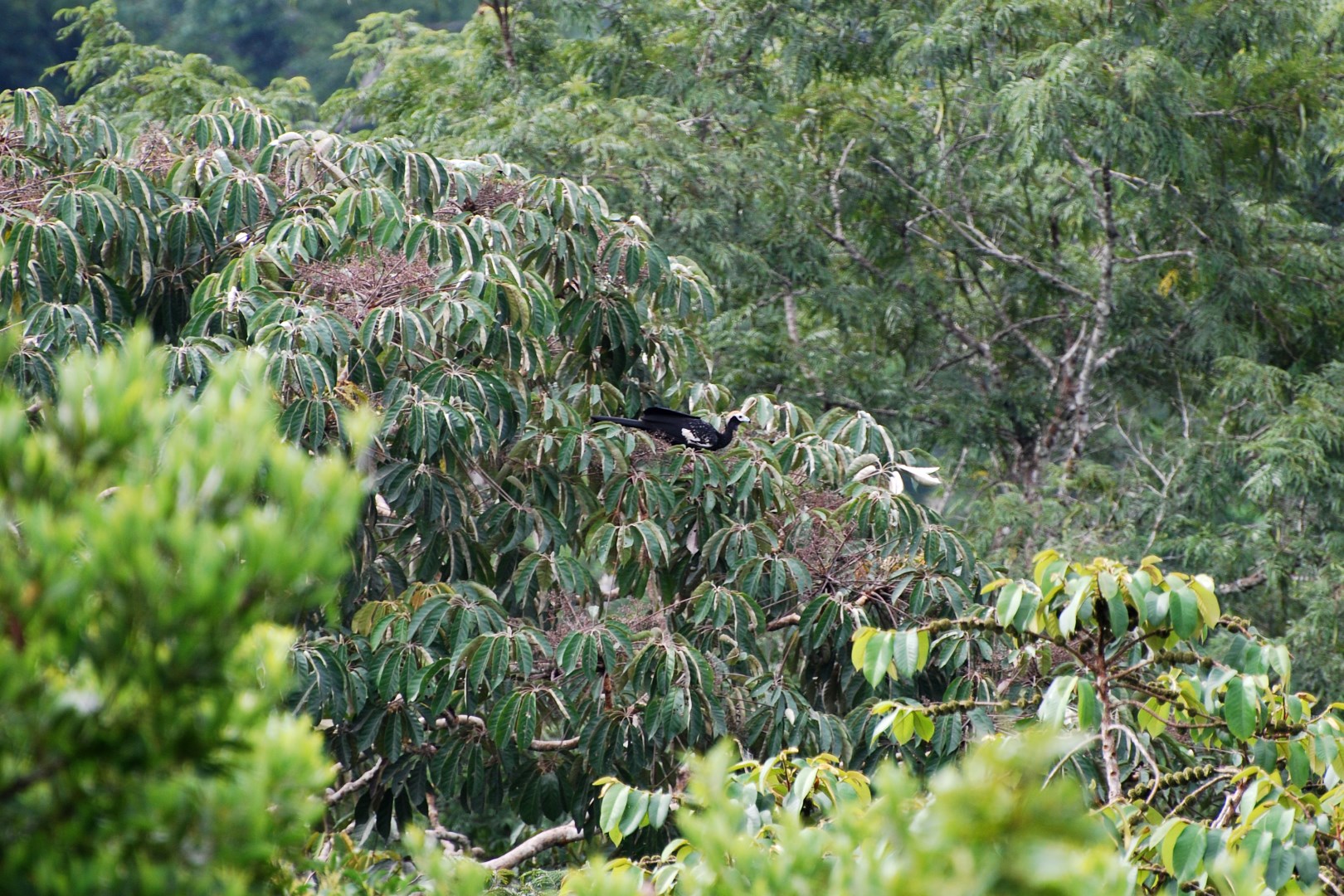 Blue-throated Piping Guan - Photo Credit: Photo by Geoff Gallice from Wikimedia